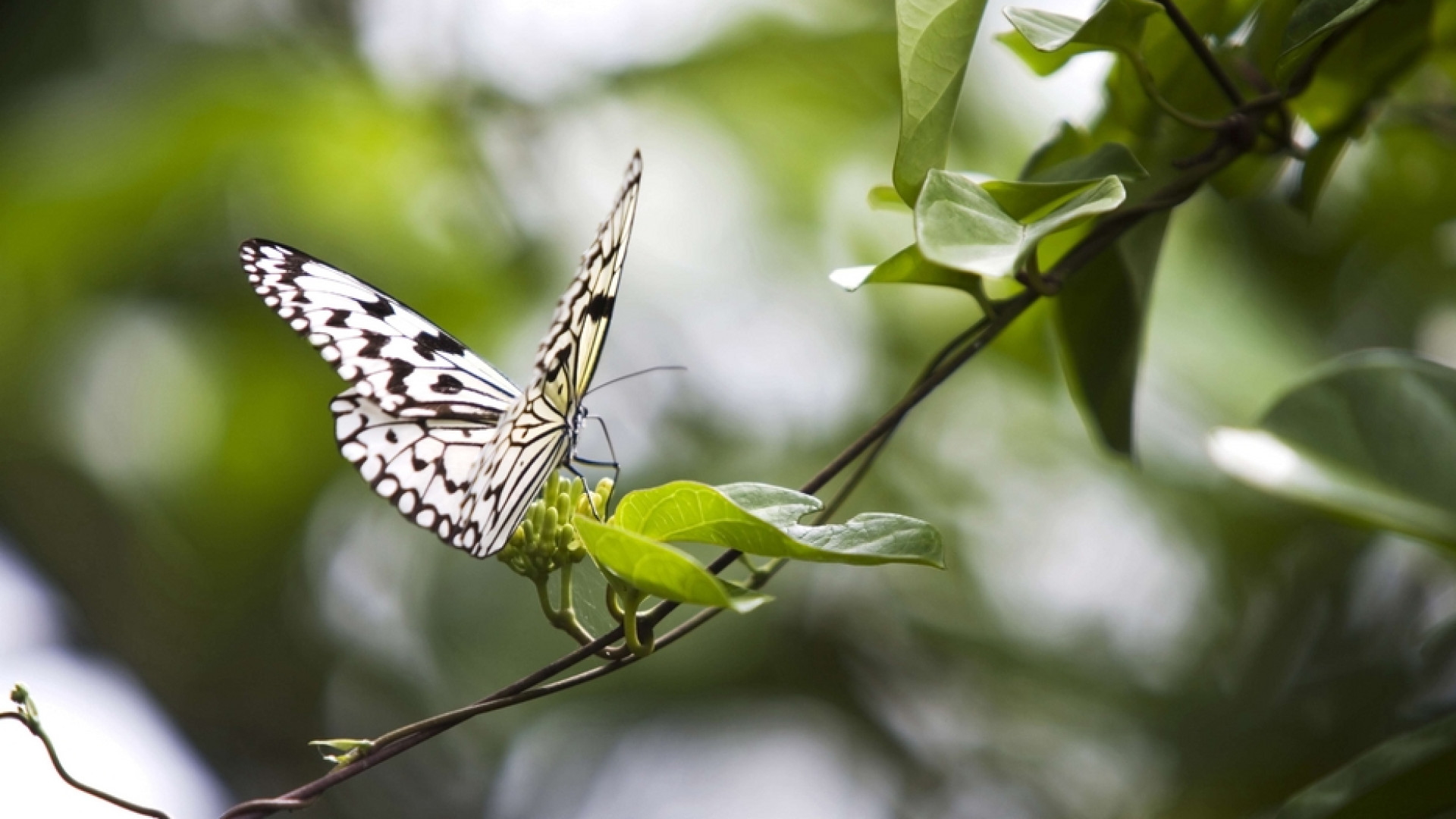 Immagine di L'effetto farfalla (in positivo) della Laudato Si'