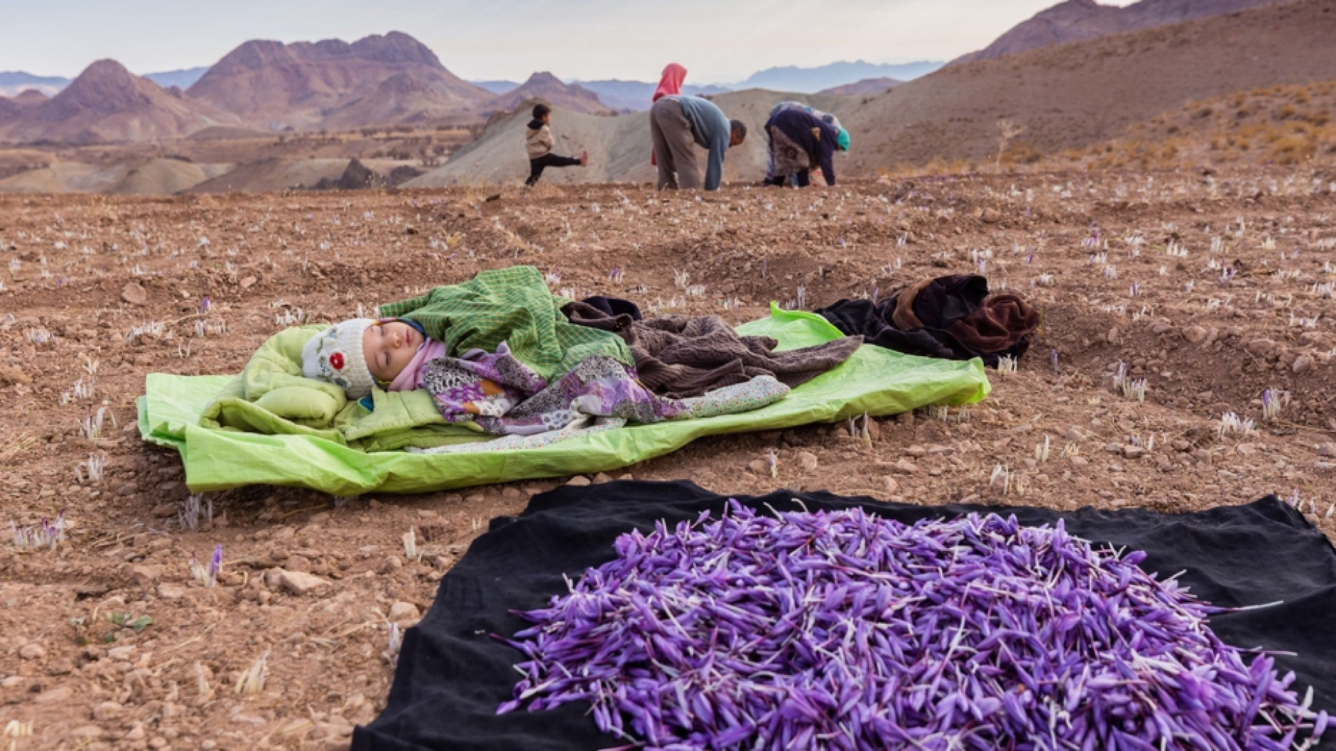 Immagine di Lo zafferano liberato dal "Fair Trade"