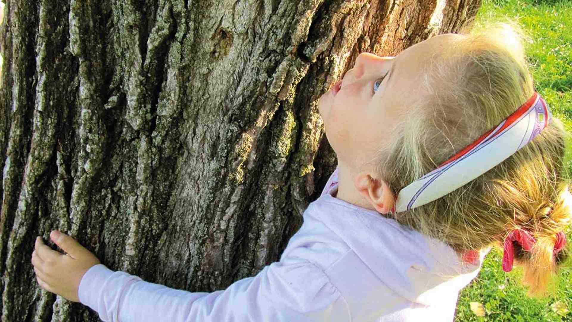 Immagine di Fism, albero che cresce e fa crescere i bambini