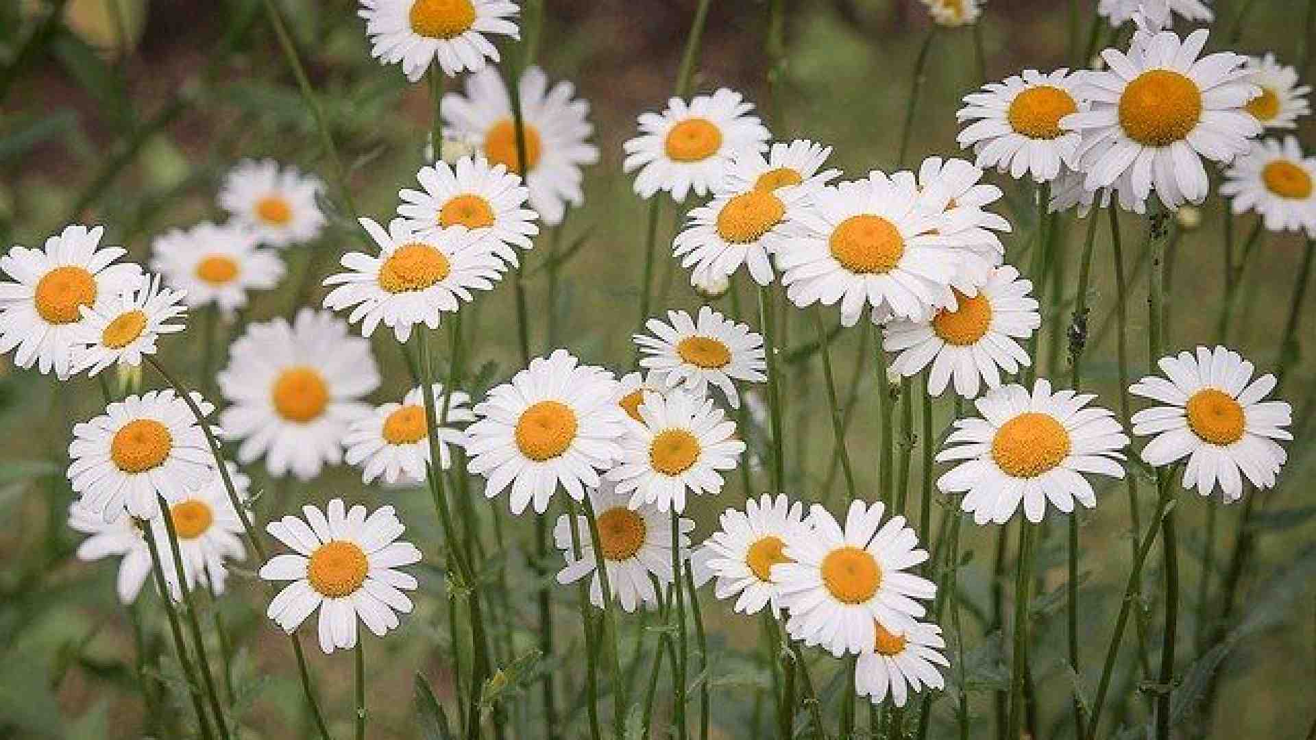 Immagine di Un fiore per la ricerca: fioriscono le margherite solidali di Airc