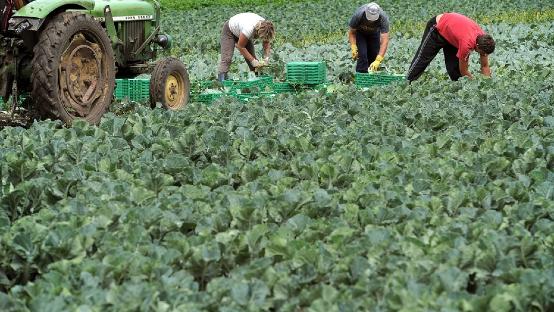 Immagine di «Lavoratori agricoli lasciati senza sostegni»