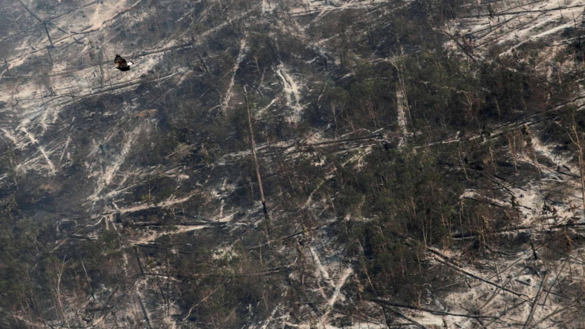 Immagine di La deforestazione e il Covid si nutrono a vicenda e corrono