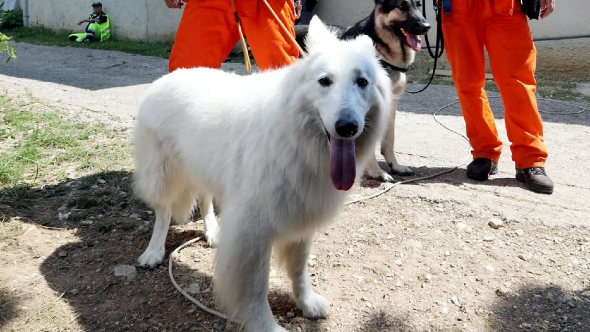 Immagine di Animali in città, canili strapieni, troppi "clandestini", spese incontrollate