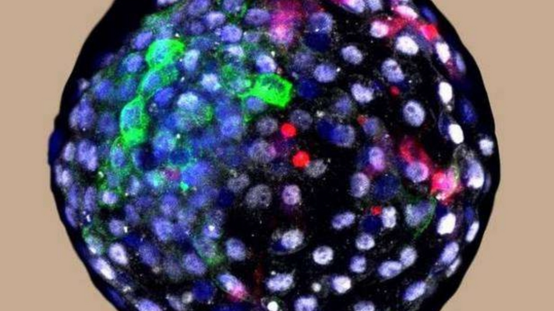 Immagine di Tornano gli embrioni uomo-animale: quante manipolazioni per alterare l'umano