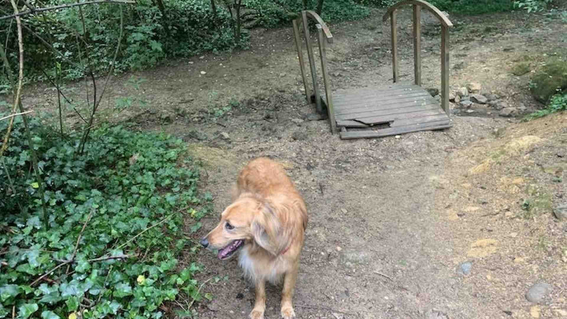 Immagine di In cima a Valdonega un bosco dove l’acqua sgorga dalle rocce