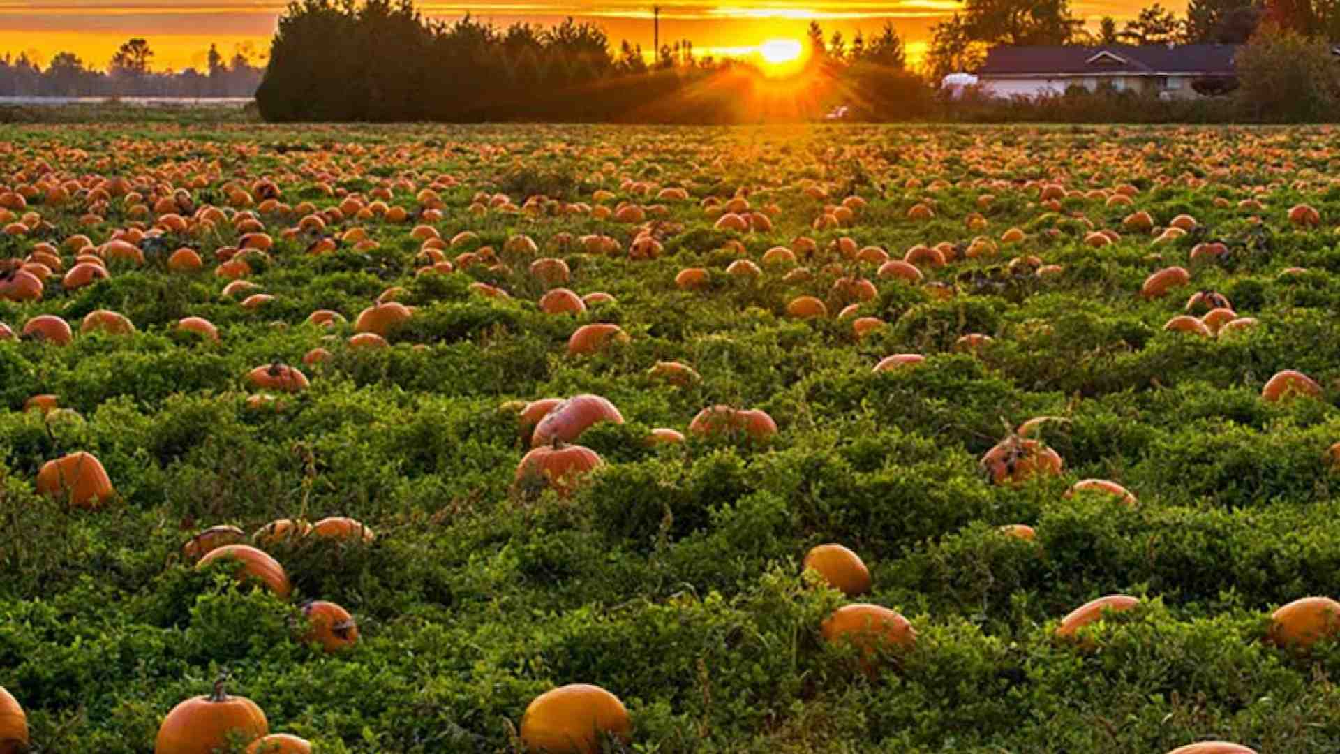 Immagine di Braccia strappate all’agricoltura