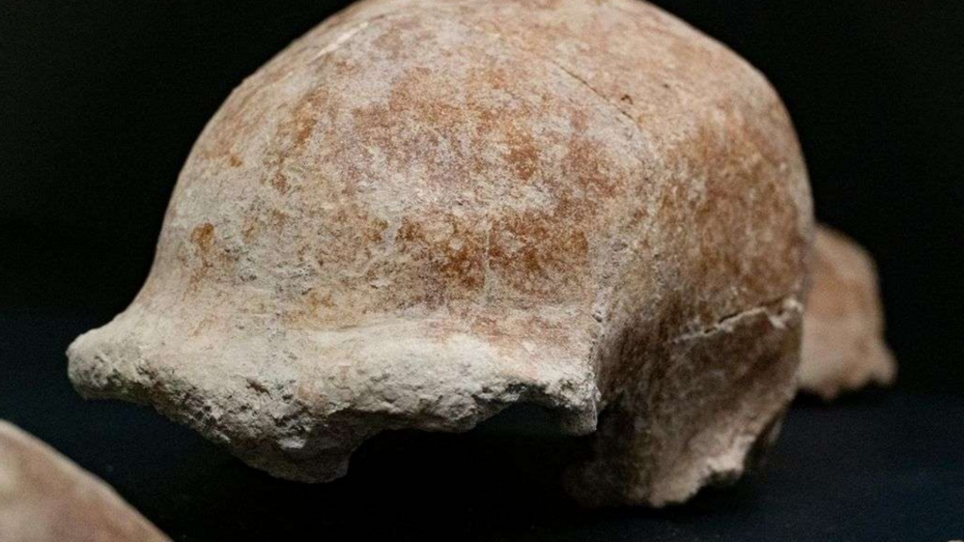 Immagine di Ritrovati al Circeo reperti fossili di nove uomini di Neanderthal