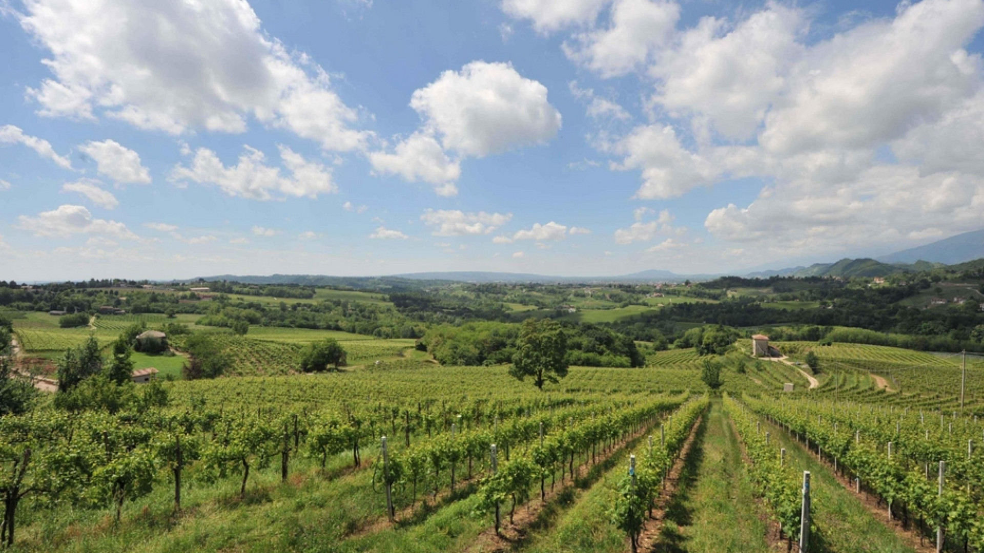 Immagine di Dall'agricoltura al turismo, la produzione come fatto sociale