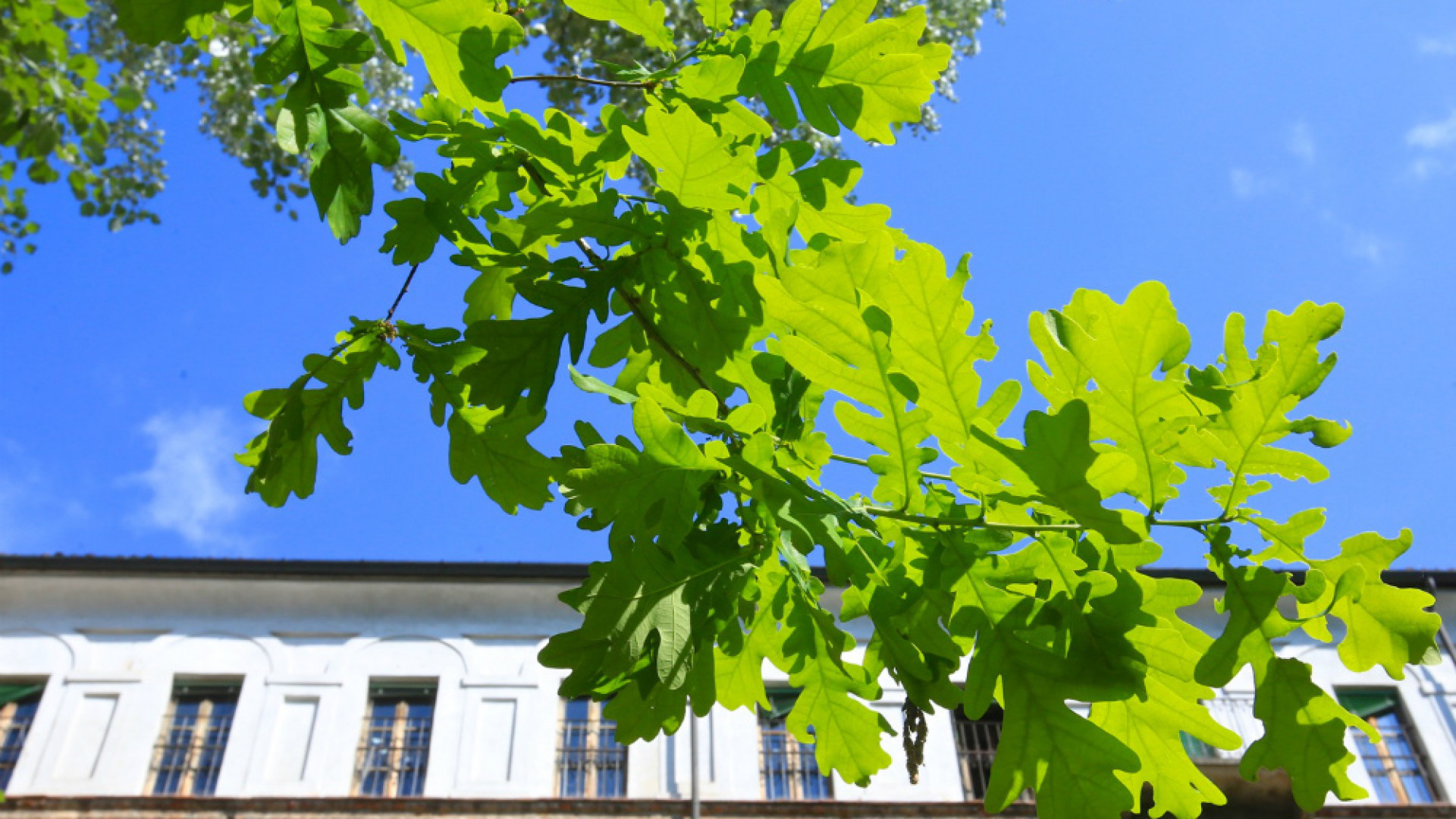 Immagine di Il verde cortile nell’ex convento