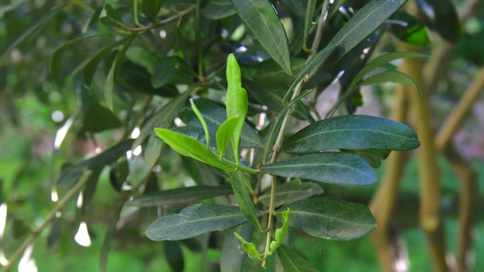 Immagine di Orto botanico, la natura al centro
