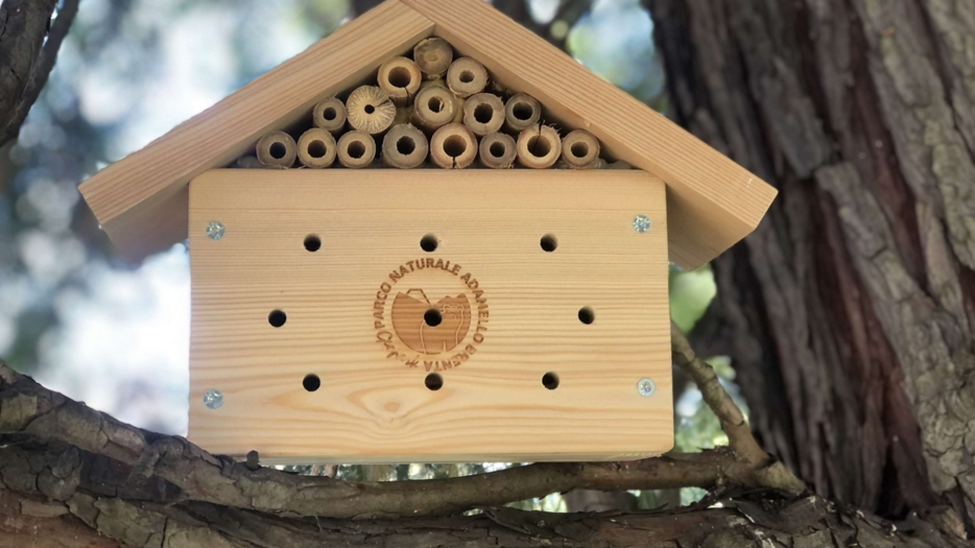 Immagine di Allarme estinzione: per salvarle, ecco gli hotel delle api