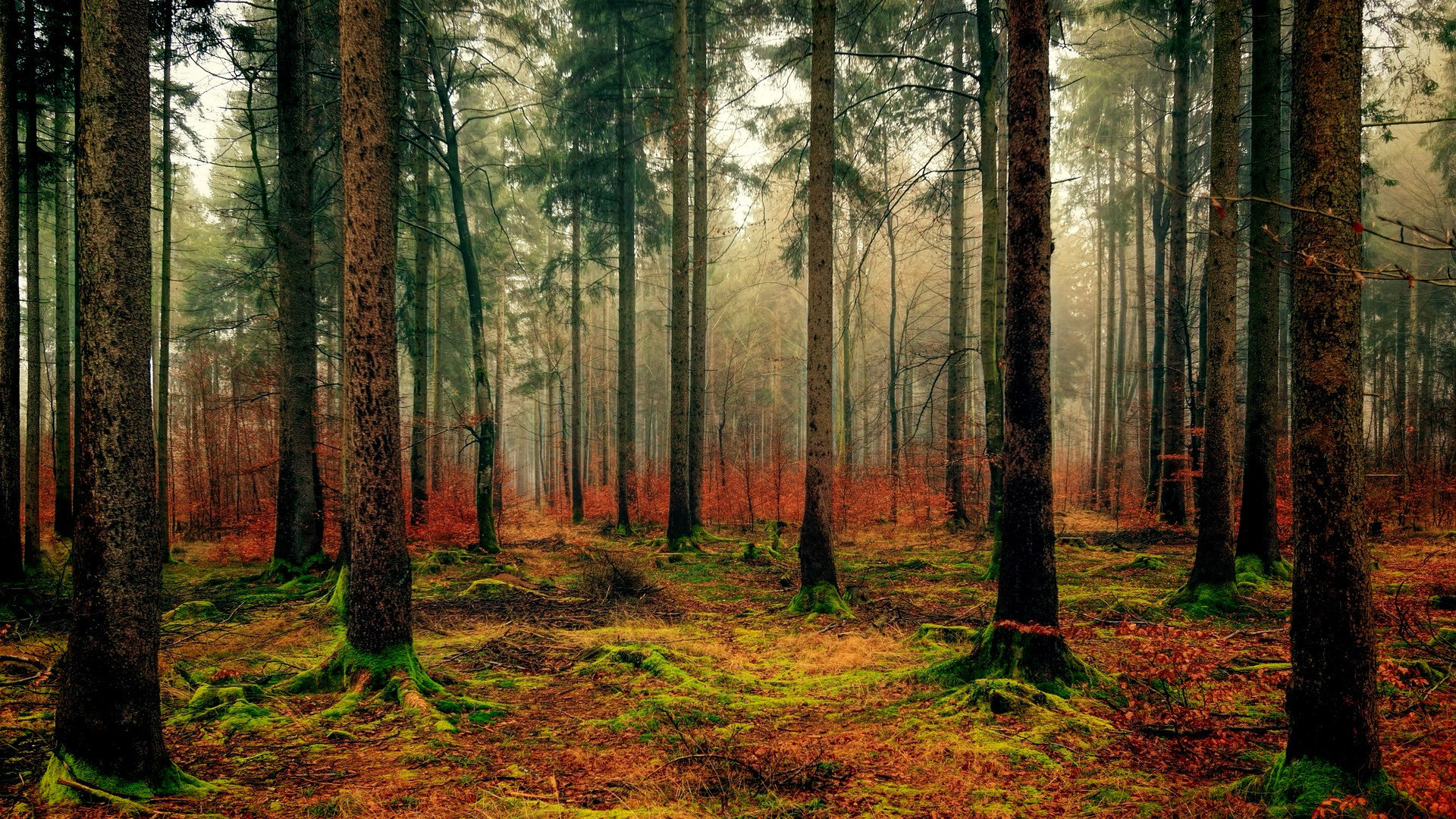 Immagine di Contro l'energia prodotta bruciando gli alberi