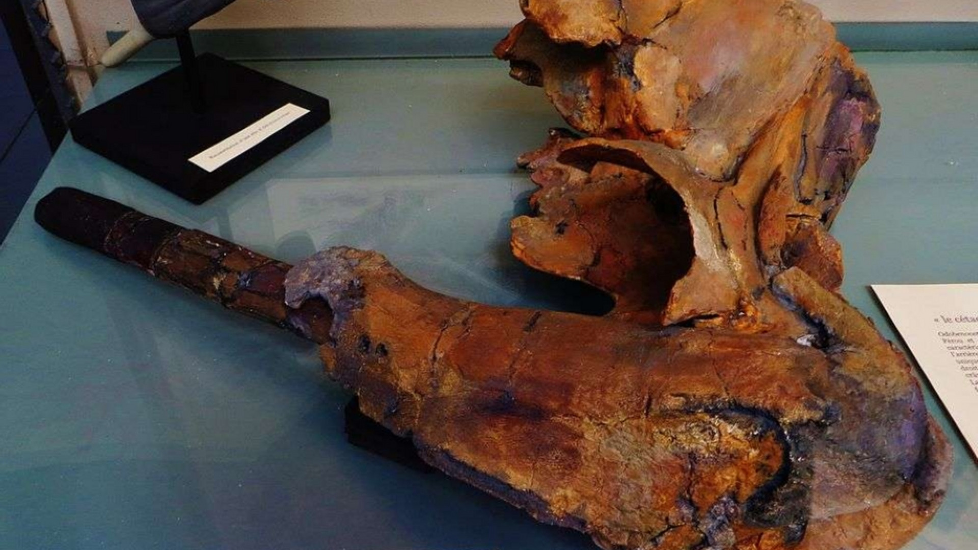 Immagine di Svelata l’origine di uno tra i più grandi giacimenti di fossili al mondo
