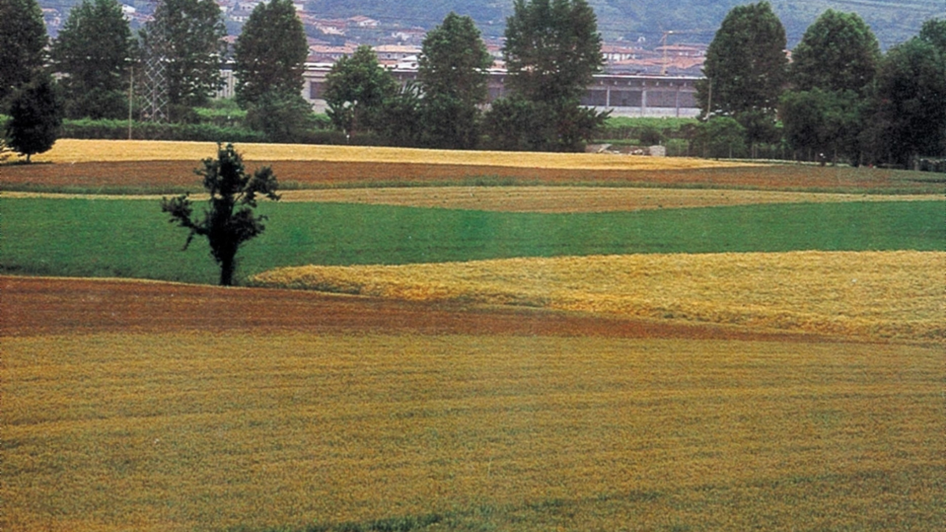 Immagine di Prandini: biometano agricolo risorsa verde dai campi