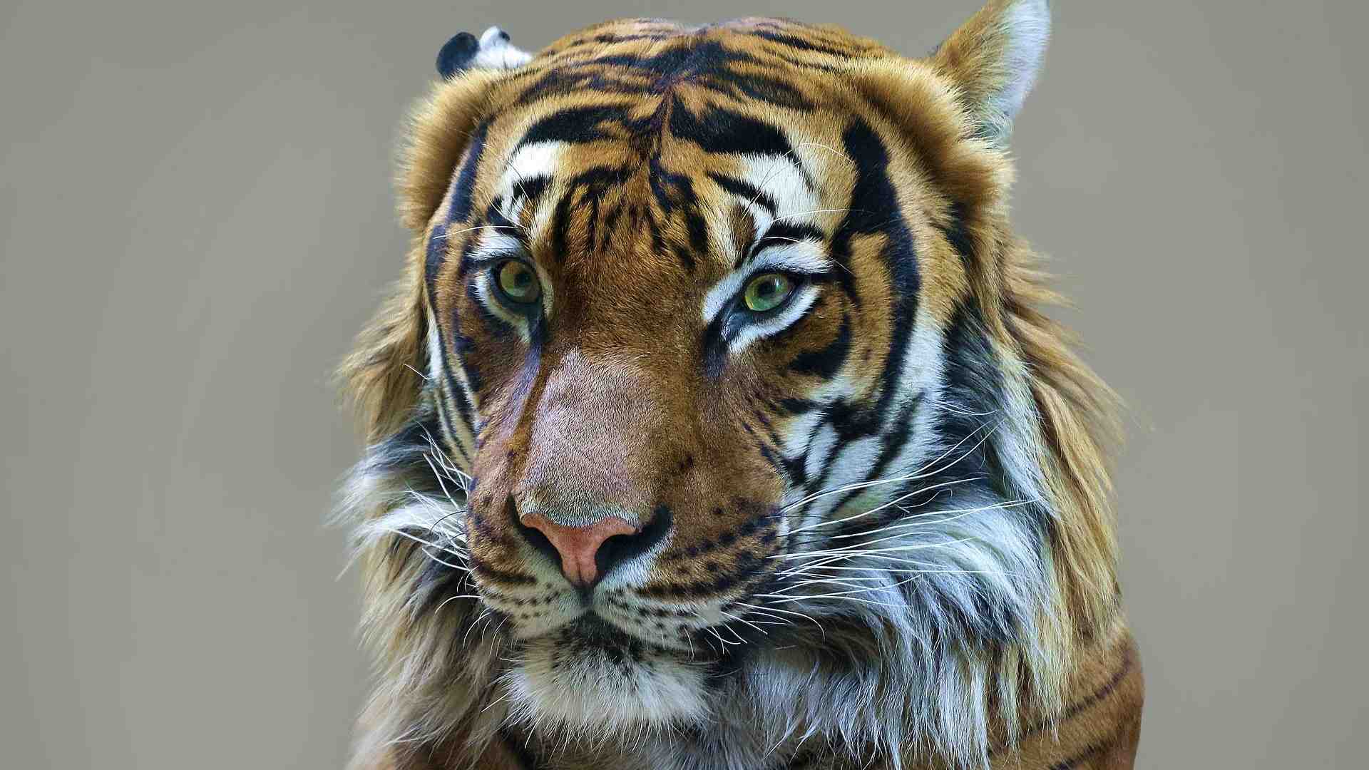 Immagine di Tanti uomini contro tre tigri? Meglio salvaguardarle prima che...
