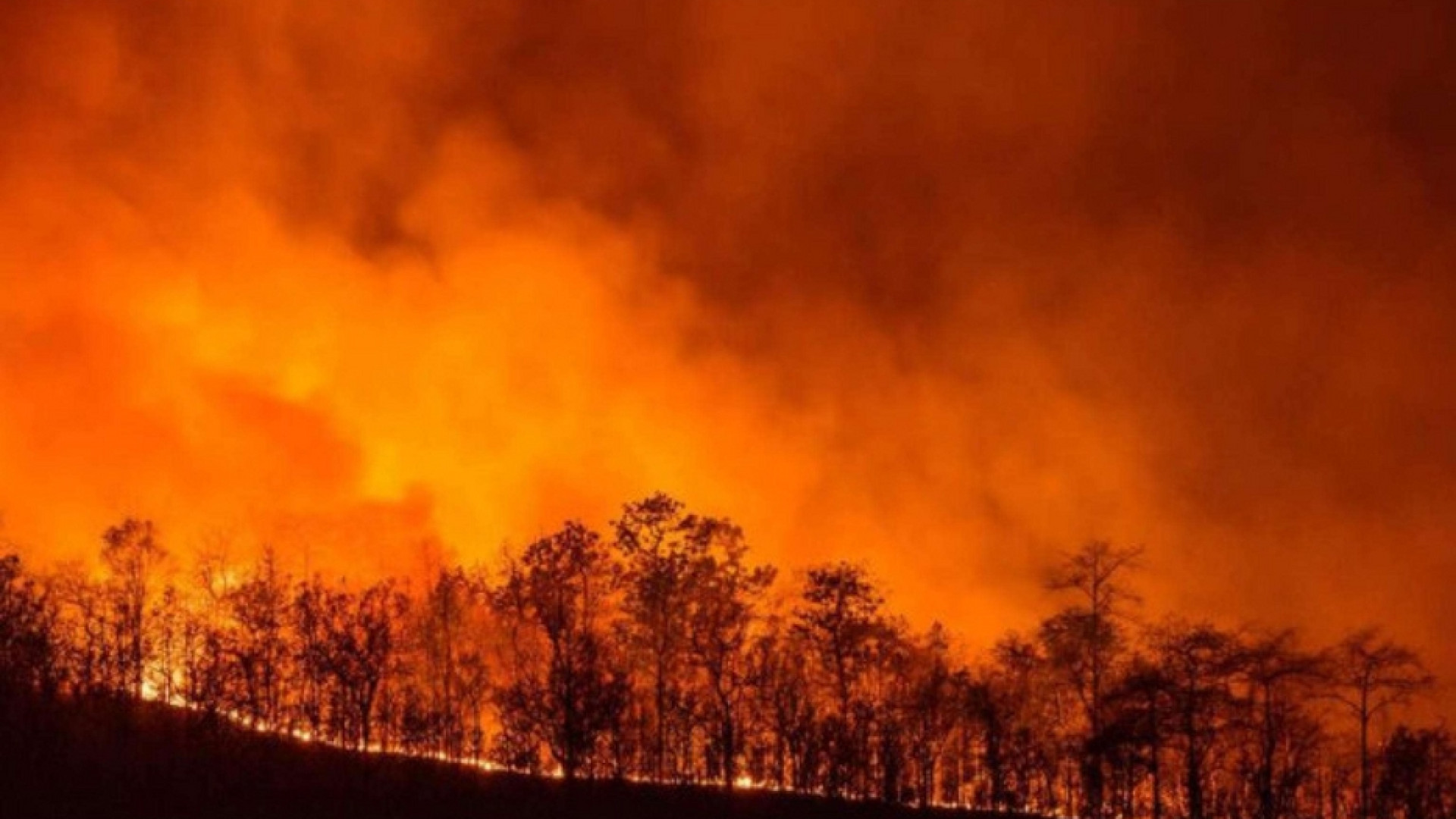 Immagine di La Sardegna brucia. I vescovi: la politica affronti l'emergenza