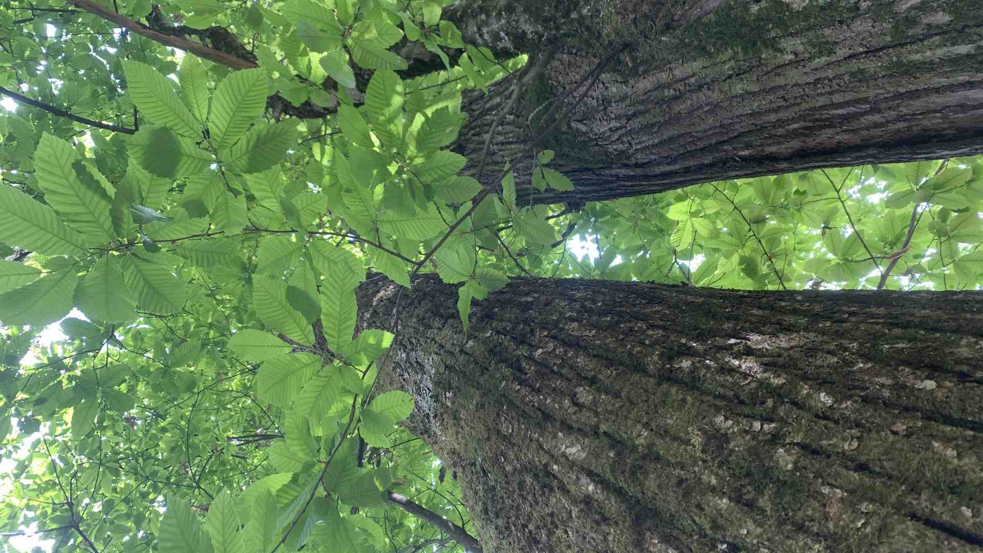 Immagine di Prenota un albero: migliori l'ambiente e lo ricevi gratis
