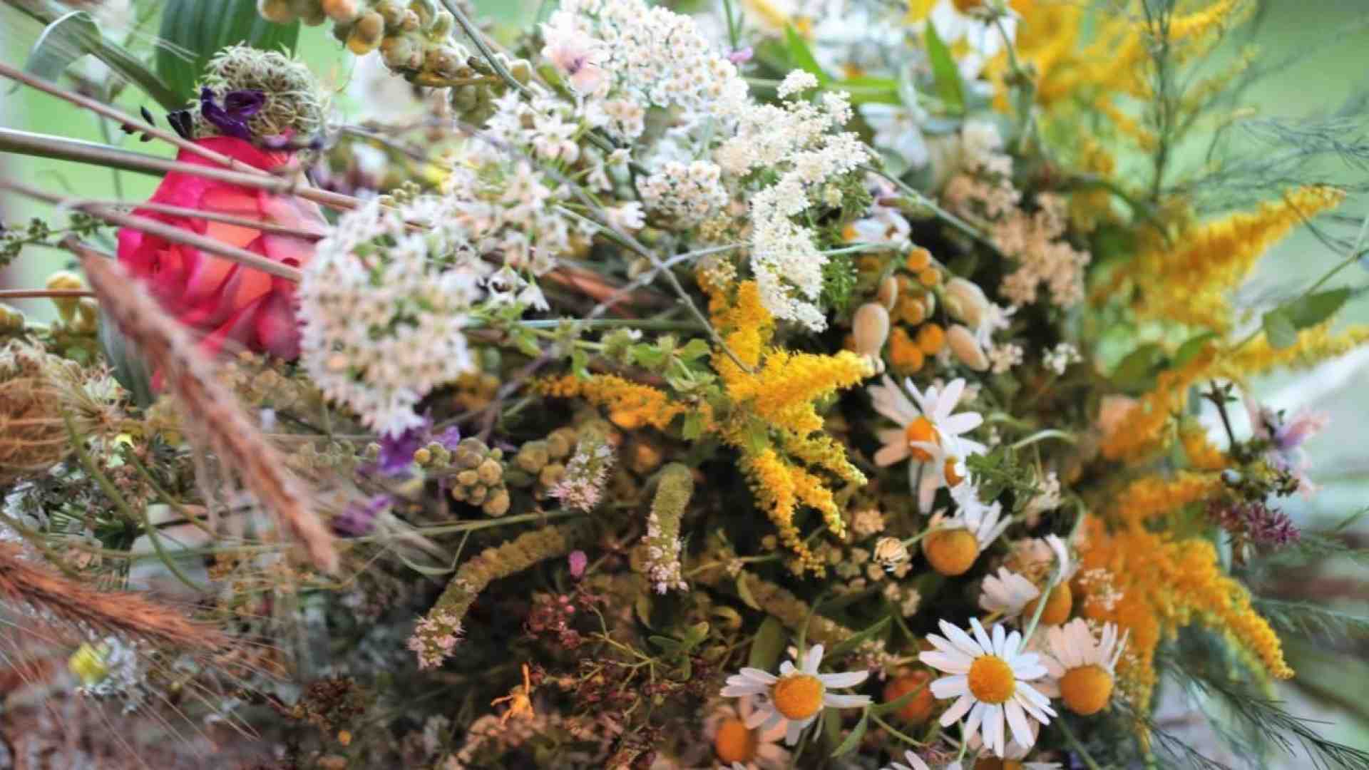 Immagine di Si rinnova la tradizione della benedizione delle erbe officinali
