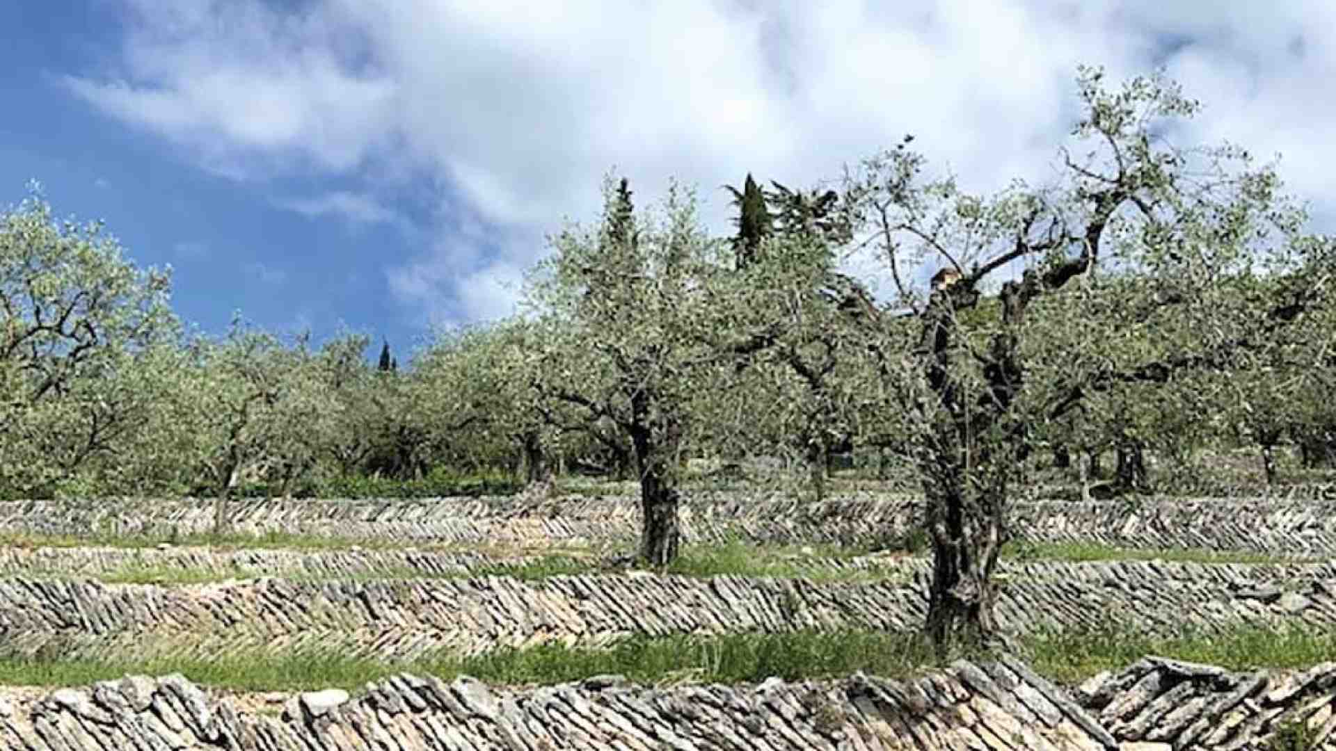 Immagine di Valpolicella. Le marogne “paesaggio rurale storico”