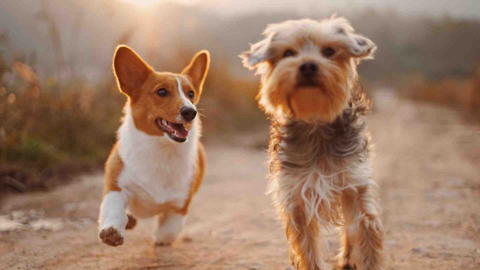 Immagine di Il migliore amico dell’uomo fa bau e ci sta vicino da 18mila anni