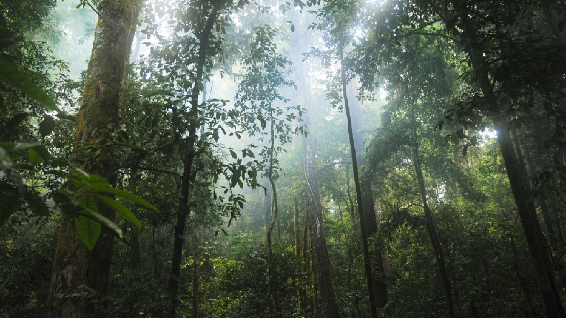 Immagine di La foresta parla per segni. Come gli uomini?