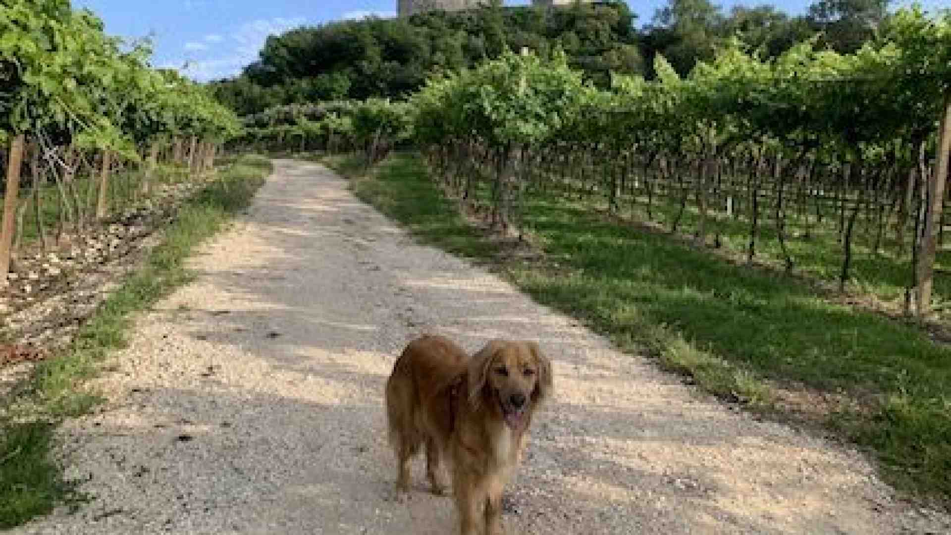 Immagine di Attorno a Illasi un territorio ricco di... tutto