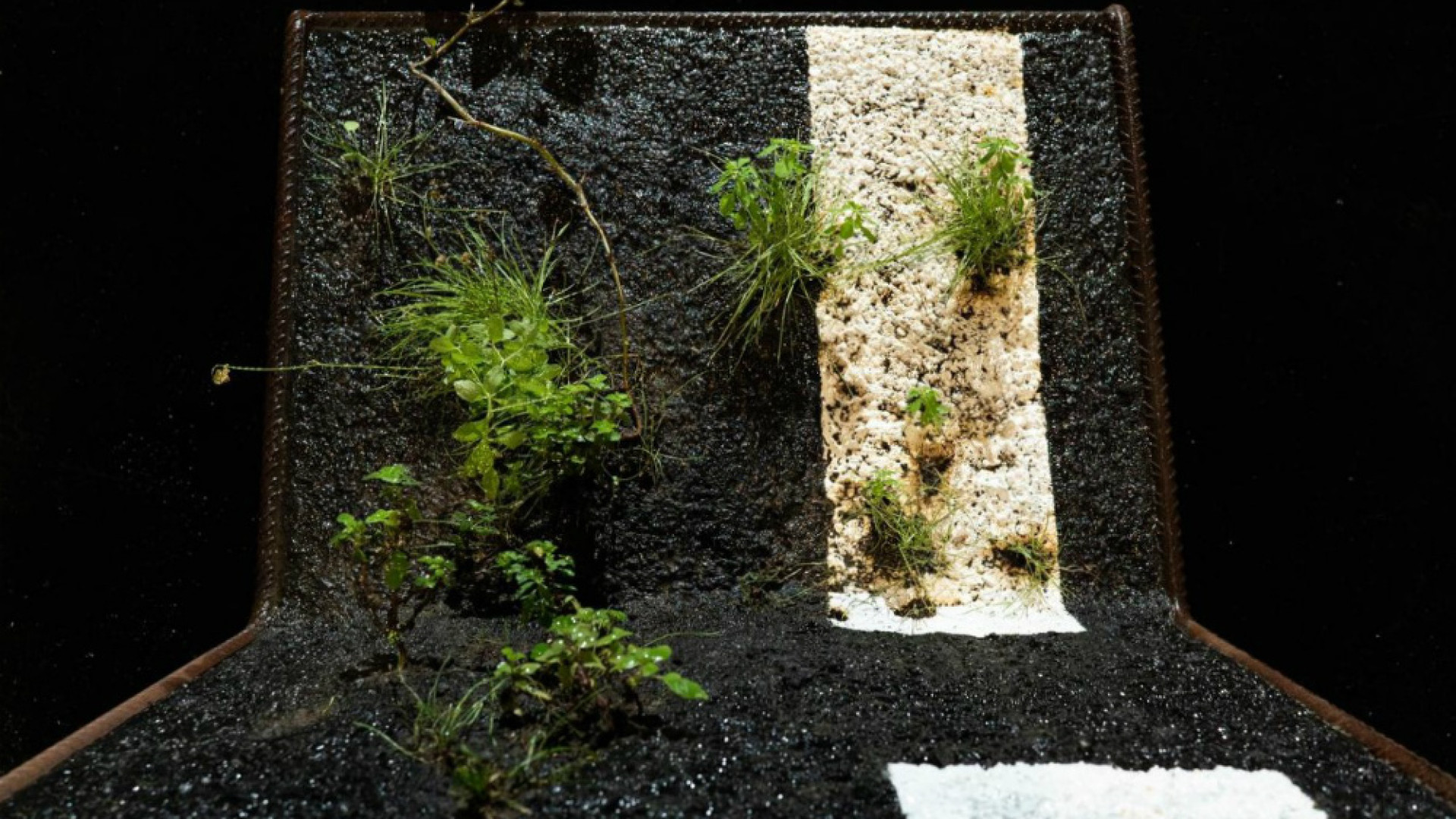 Immagine di Germogli sull’asfalto. «Perché la Terra è più forte di tutto»