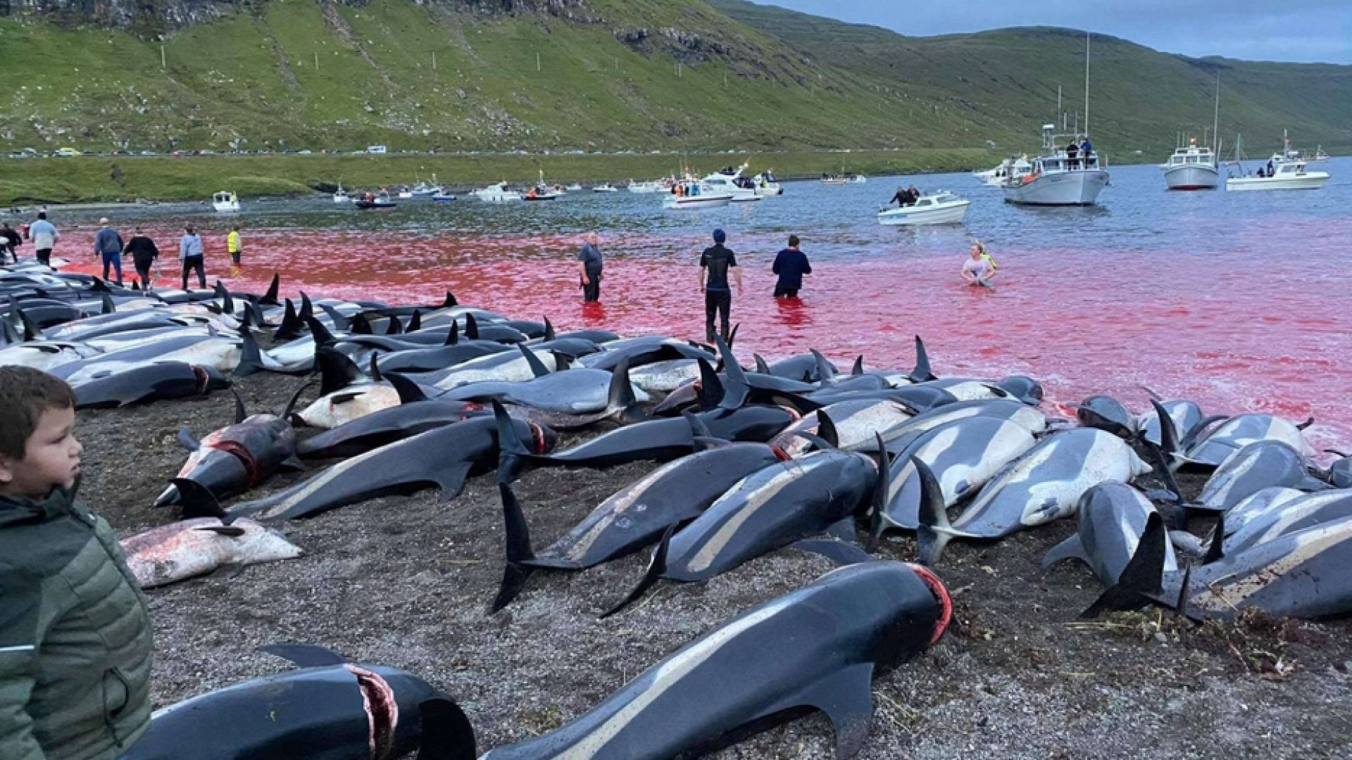 Immagine di Mattanza alle isole Faroe: uccisi 1.500 delfini bianchi