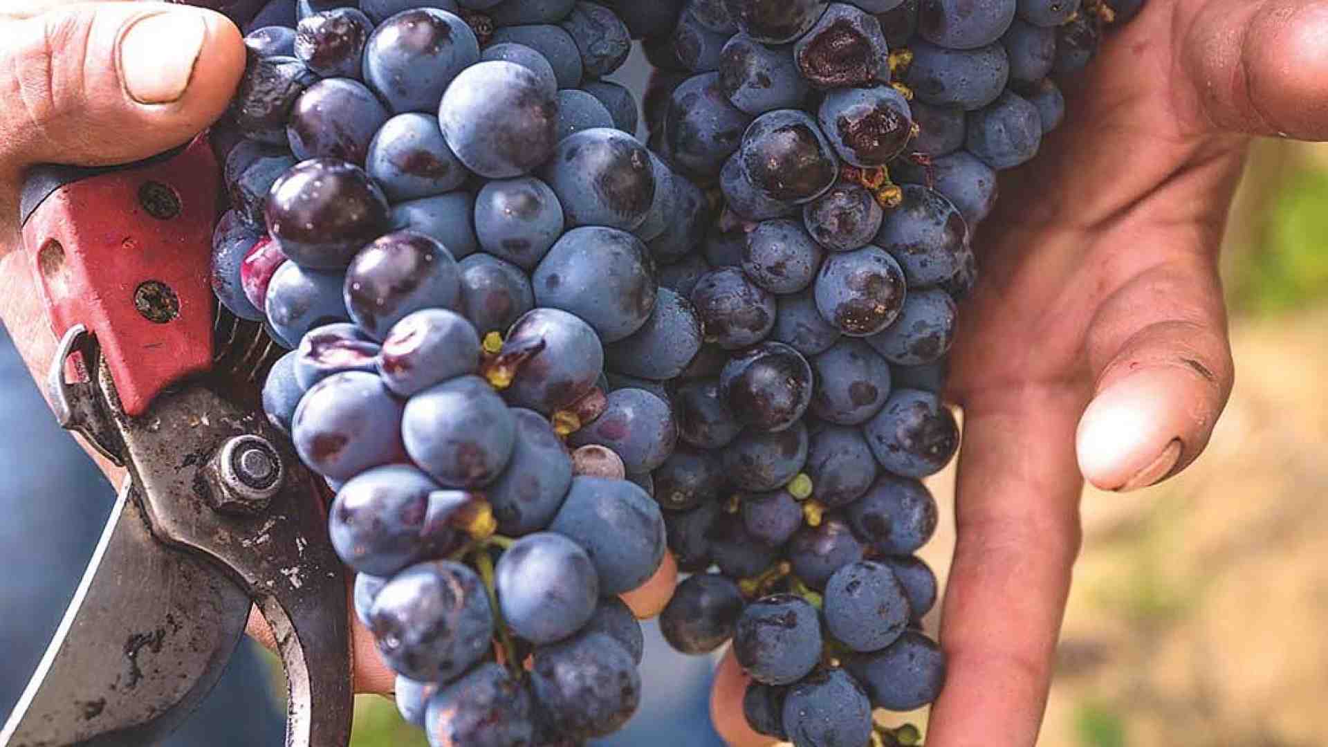 Immagine di Per Bacco, è tempo di dare un taglio all’uva