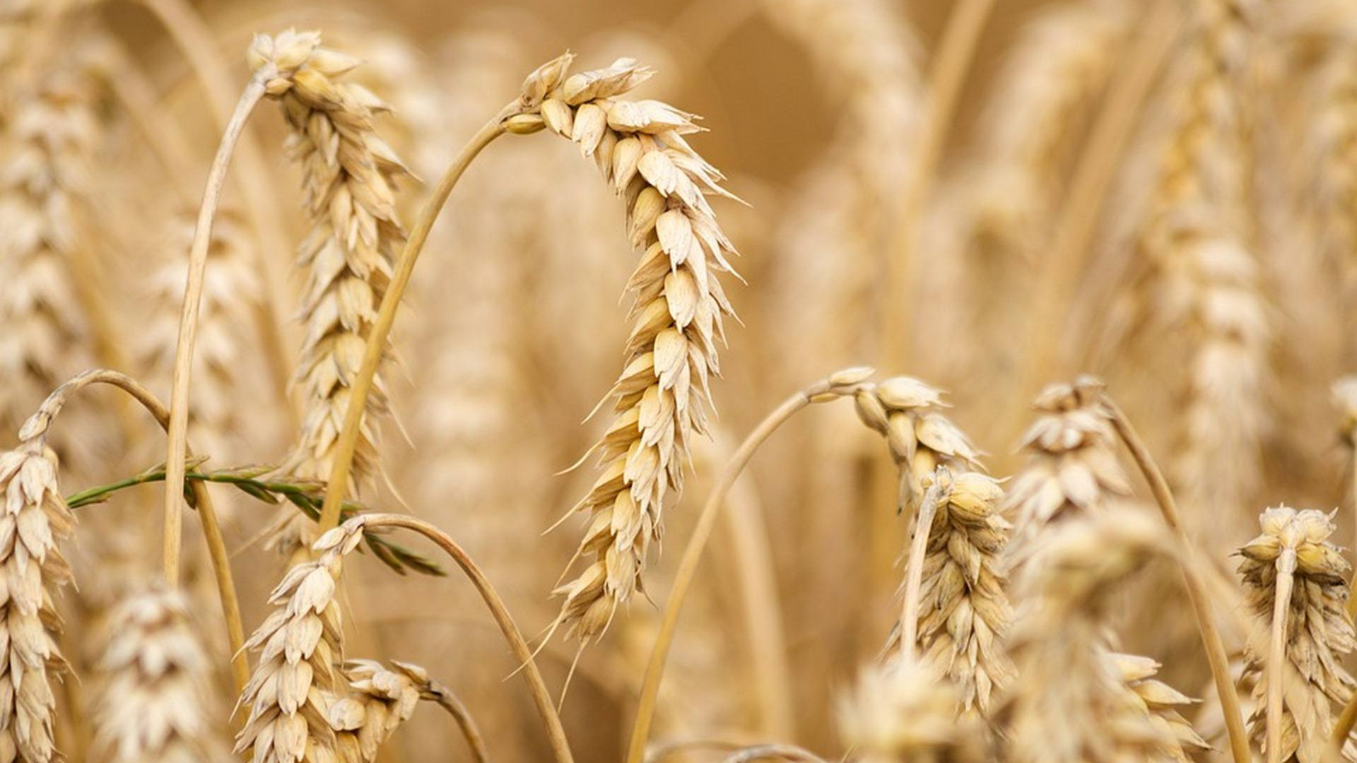 Immagine di La crisi globale del grano duro rischia di lasciarci senza pasta