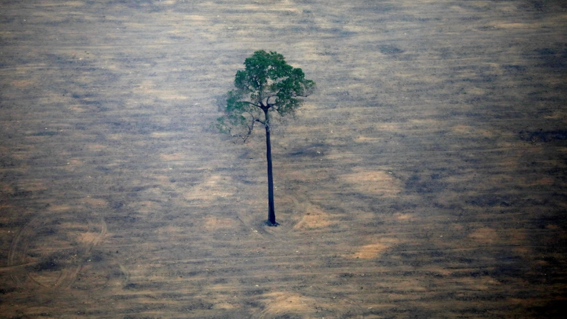 Immagine di La regola delle quattro «R» per salvare le specie viventi