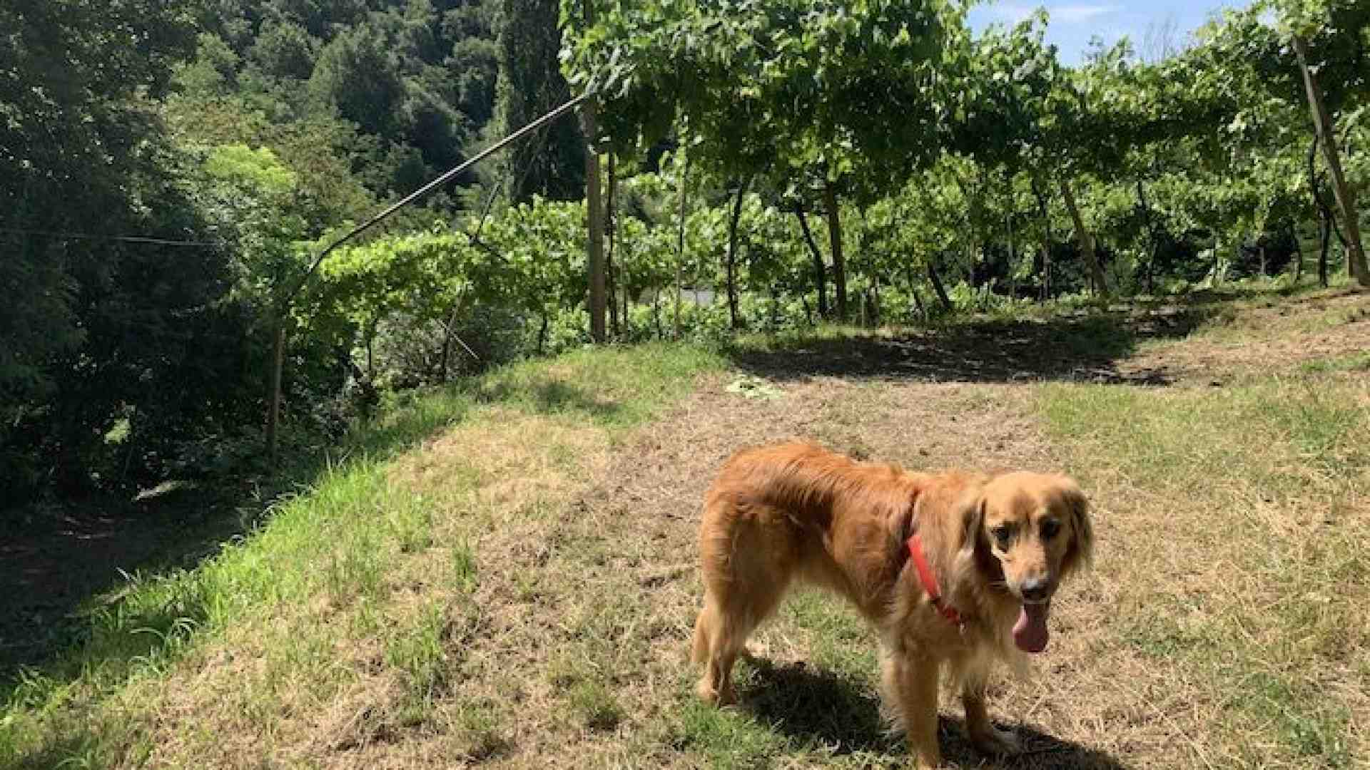 Immagine di Sulle colline dell’Est dove un tempo c’era l’oceano