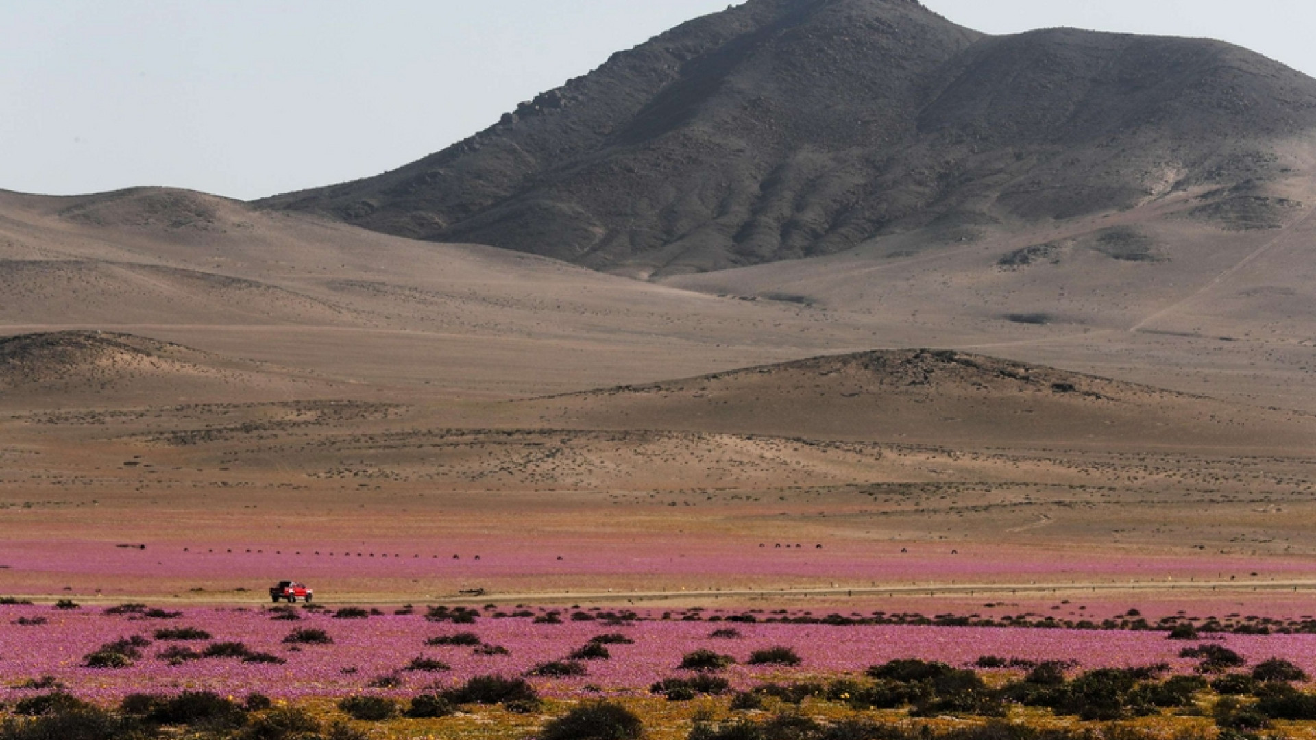 Immagine di Il cambiamento climatico minaccia le «rose di Atacama»