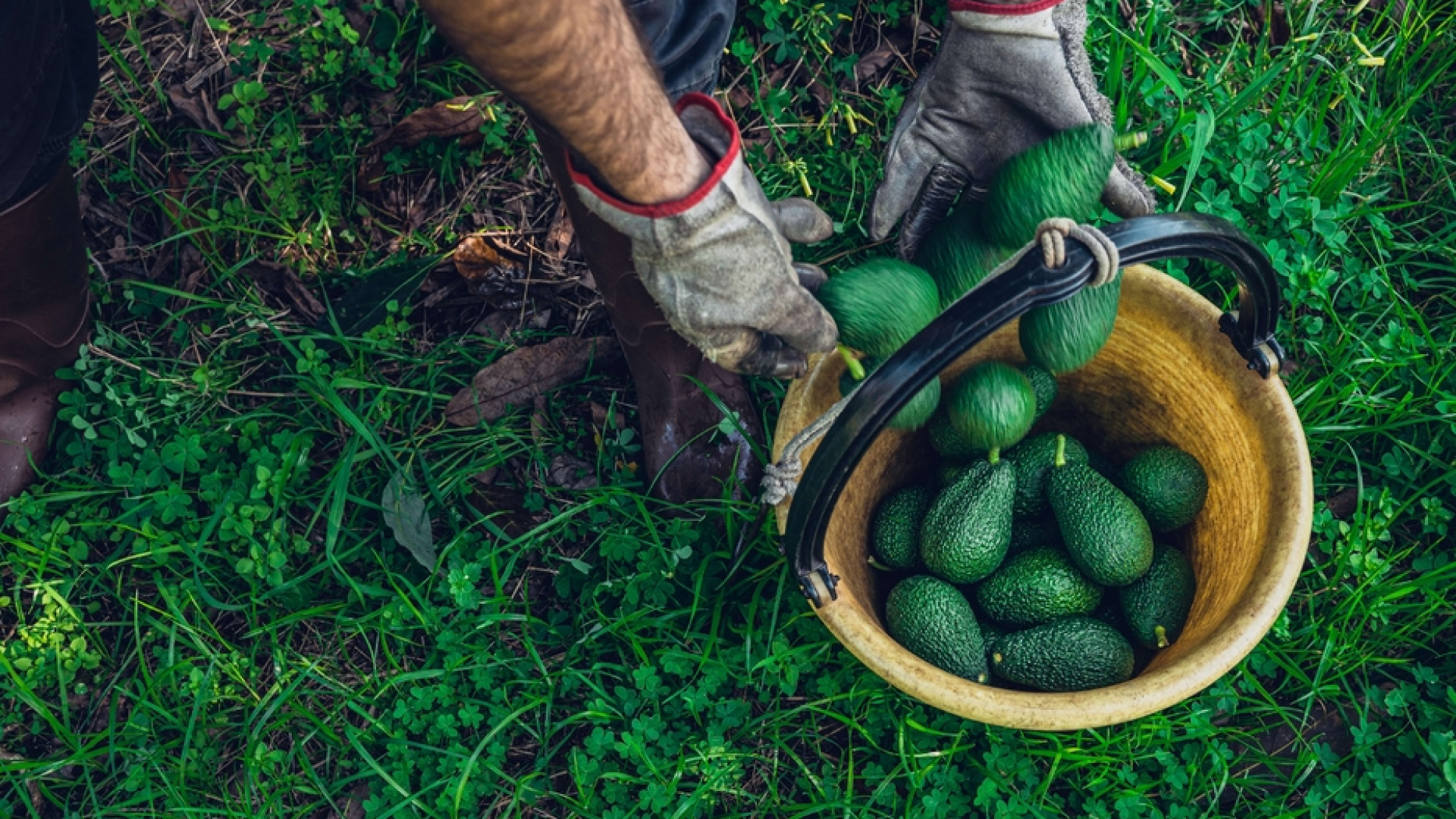Immagine di Avocado e banane siciliani, il Made in Italy si fa esotico