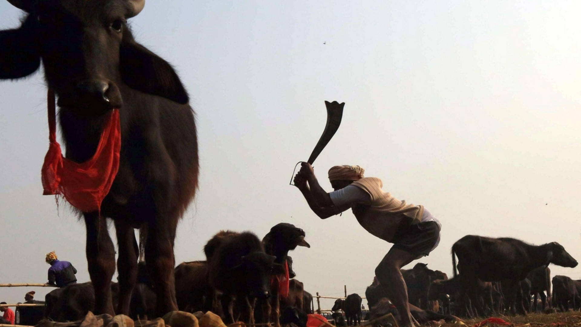 Immagine di Le assurde mattanze di animali che resistono solo per divertire