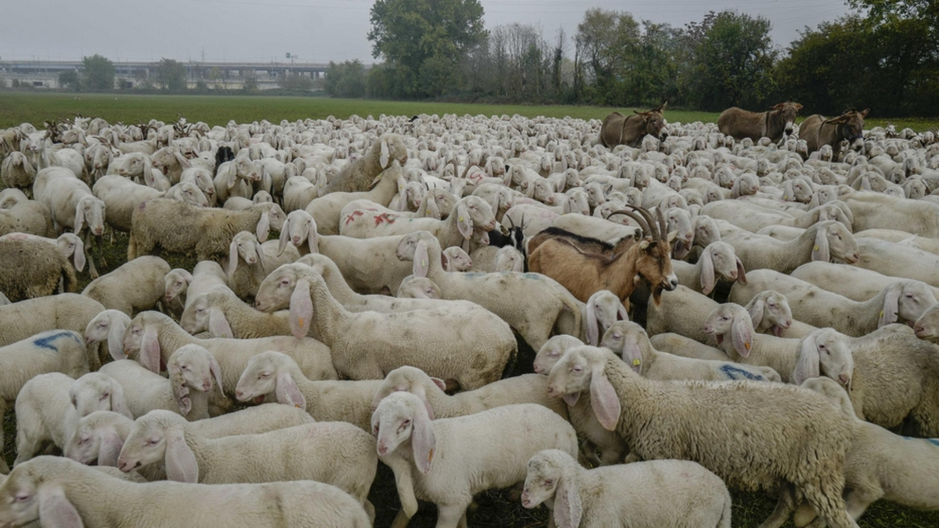 Immagine di Giornata del Ringraziamento: «Ecologia integrale come stile di vita»