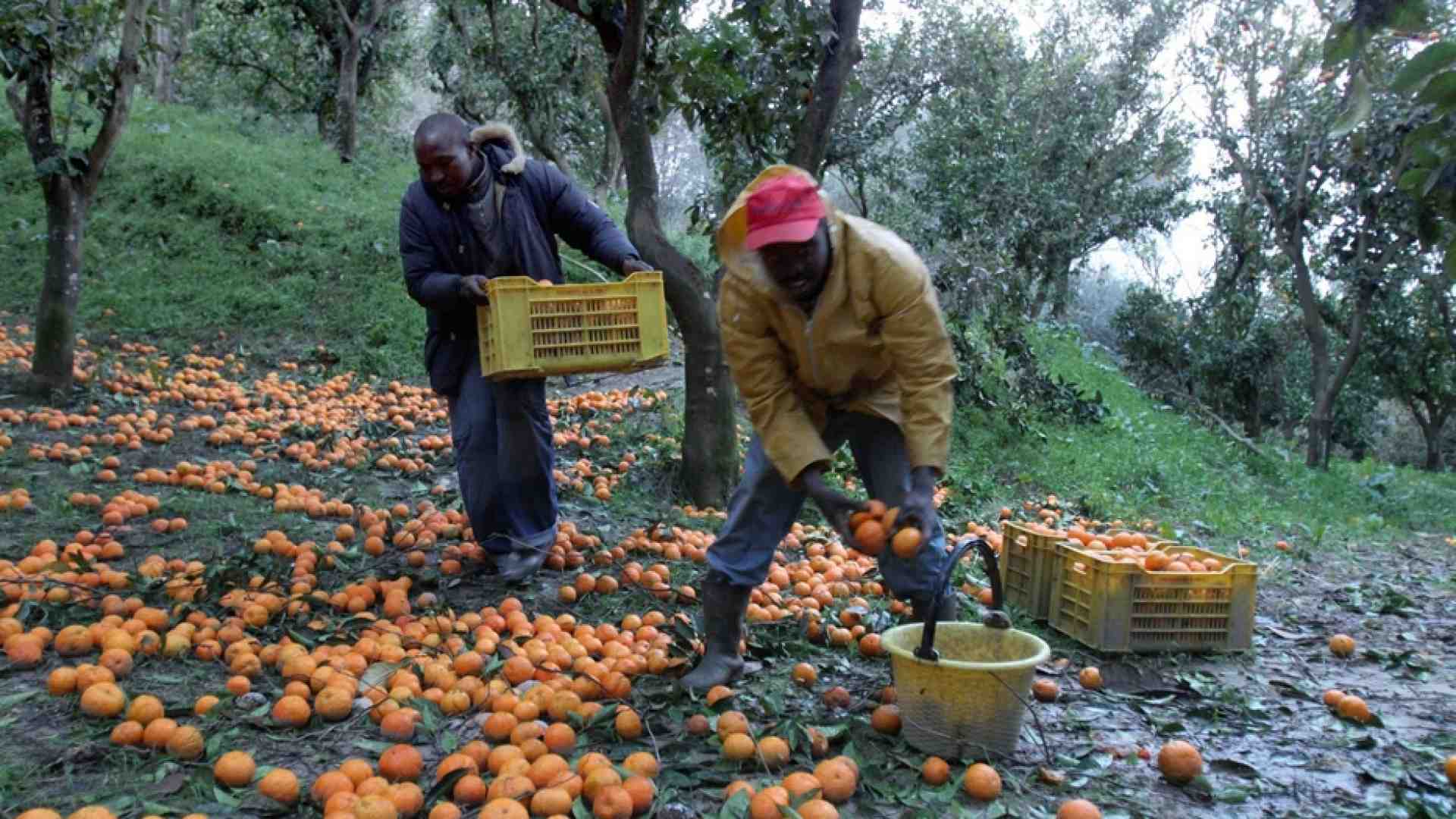 Immagine di L’inclusione dei migranti previene il caporalato