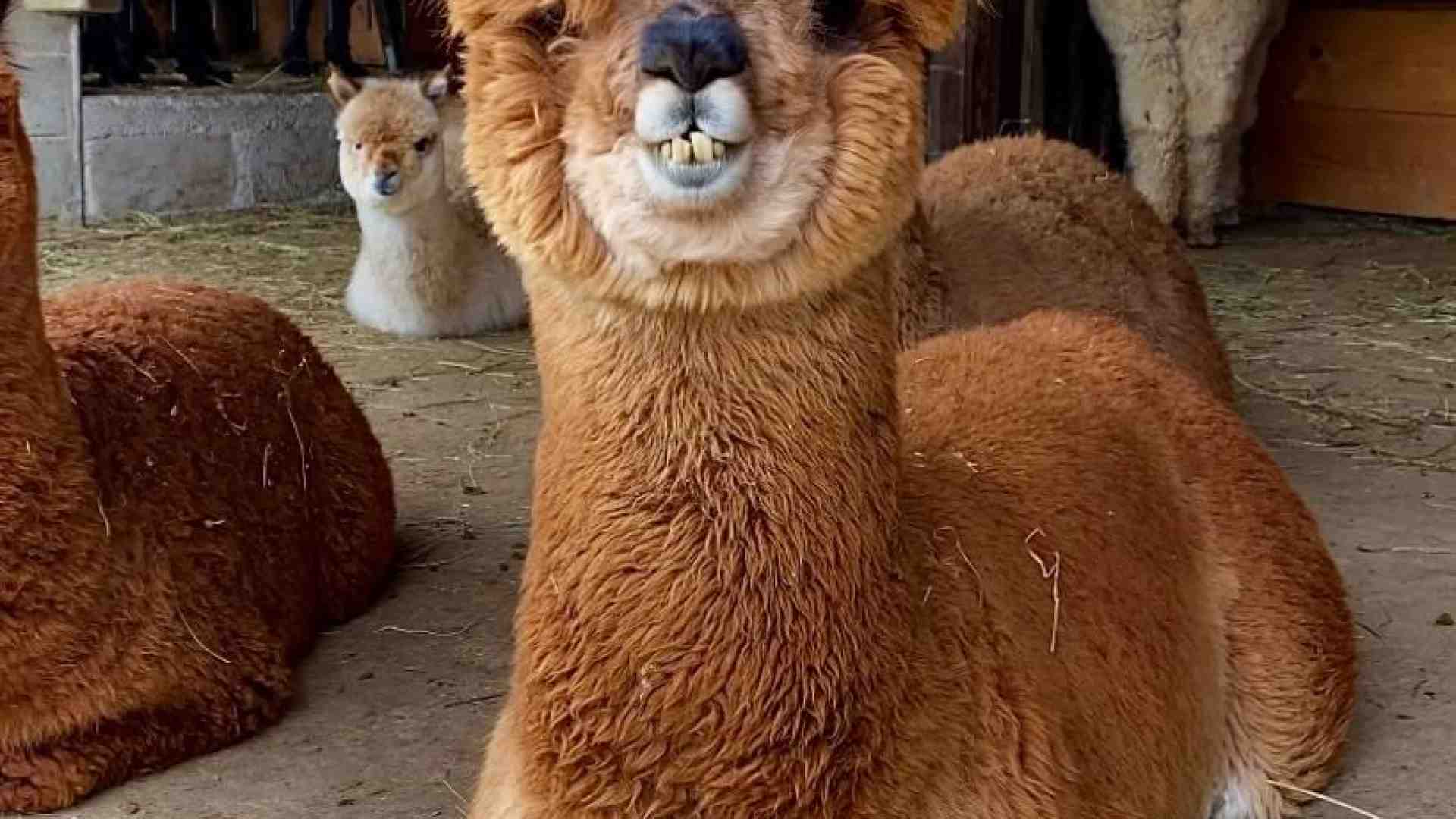 Immagine di Alleva lama e alpaca per i trekking e per i pregiati velli