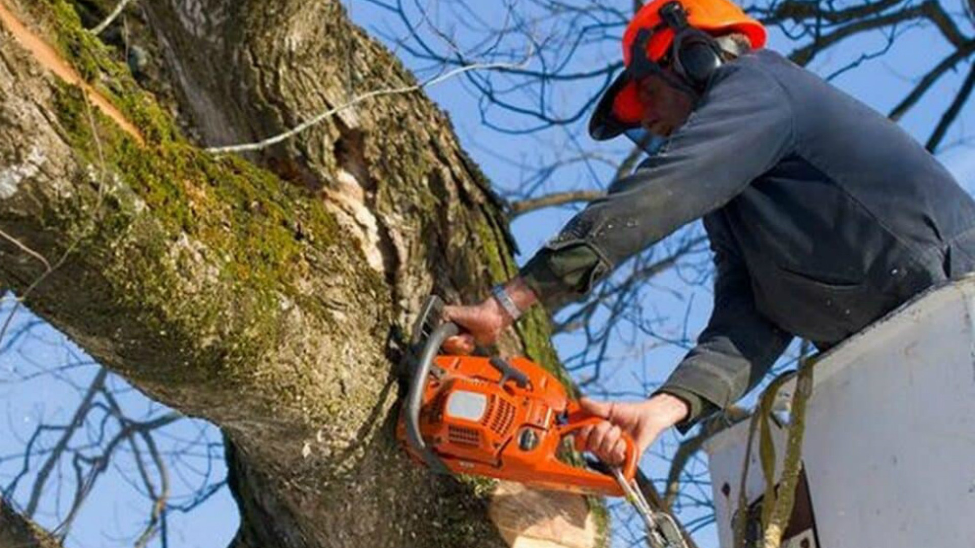 Immagine di Alberi abbattuti, un grave errore da ammettere