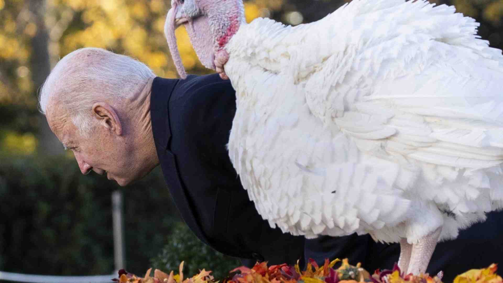 Immagine di Thanksgiving, Biden “grazia” i tacchini: «Salvi perché vaccinati»