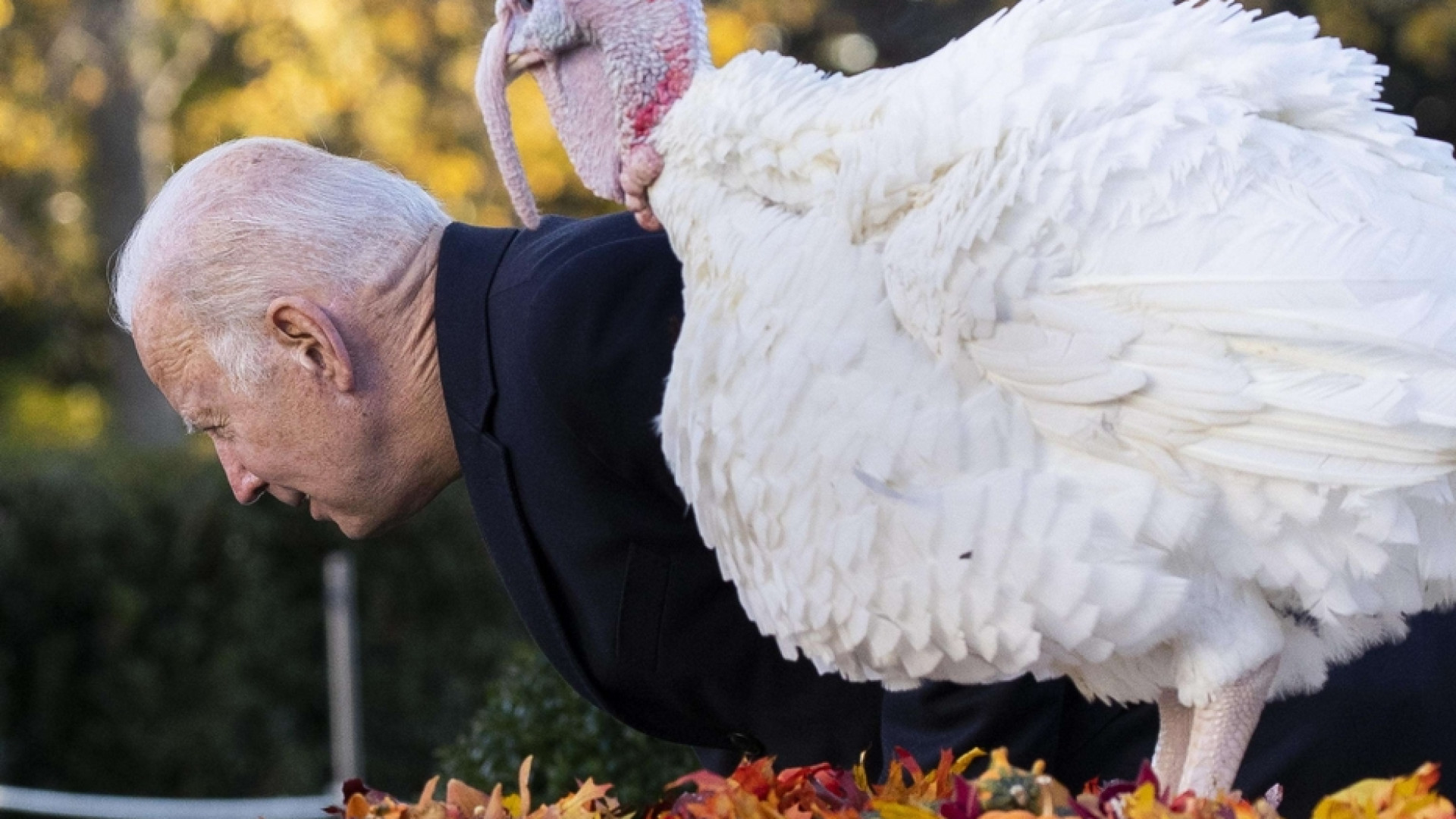 Immagine di Thanksgiving, Biden “grazia” i tacchini: «Salvi perché vaccinati»