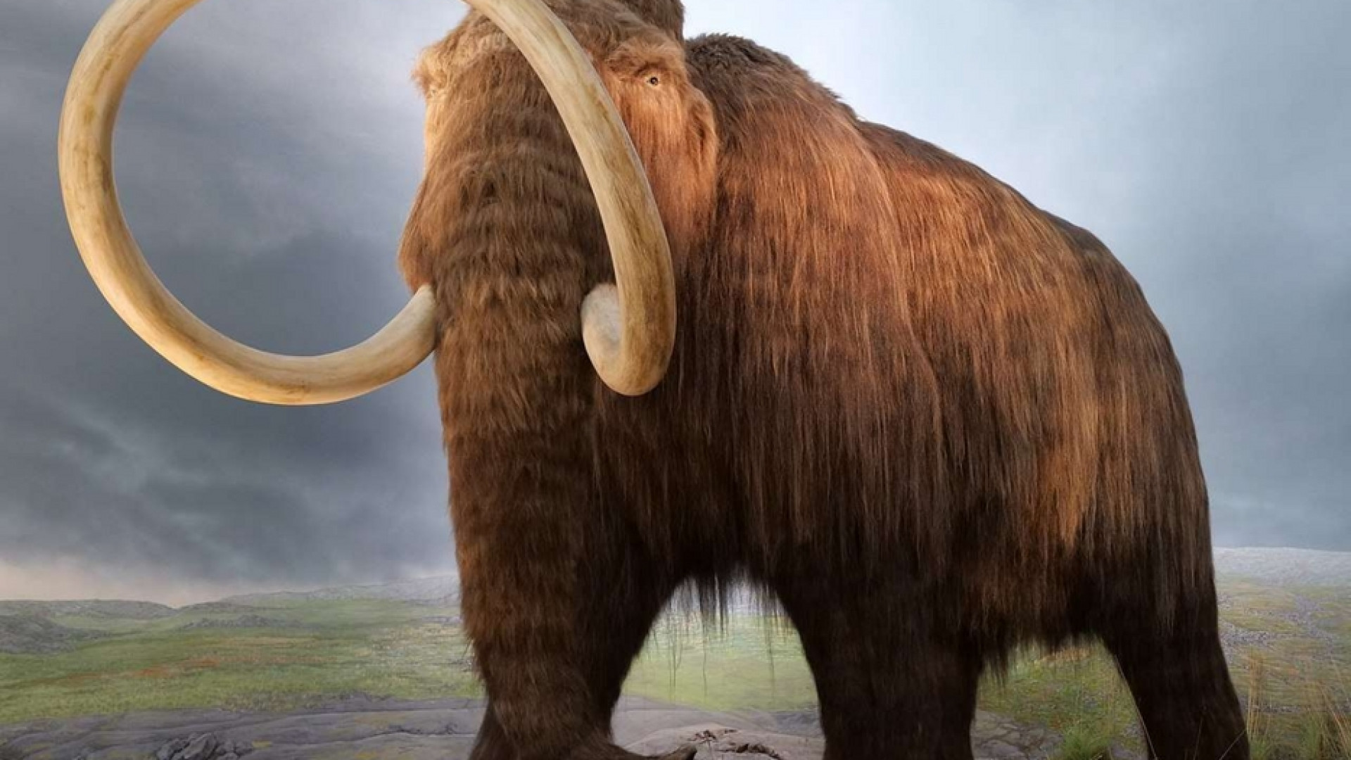 Immagine di Fu il cambiamento climatico troppo rapido a uccidere i mammut