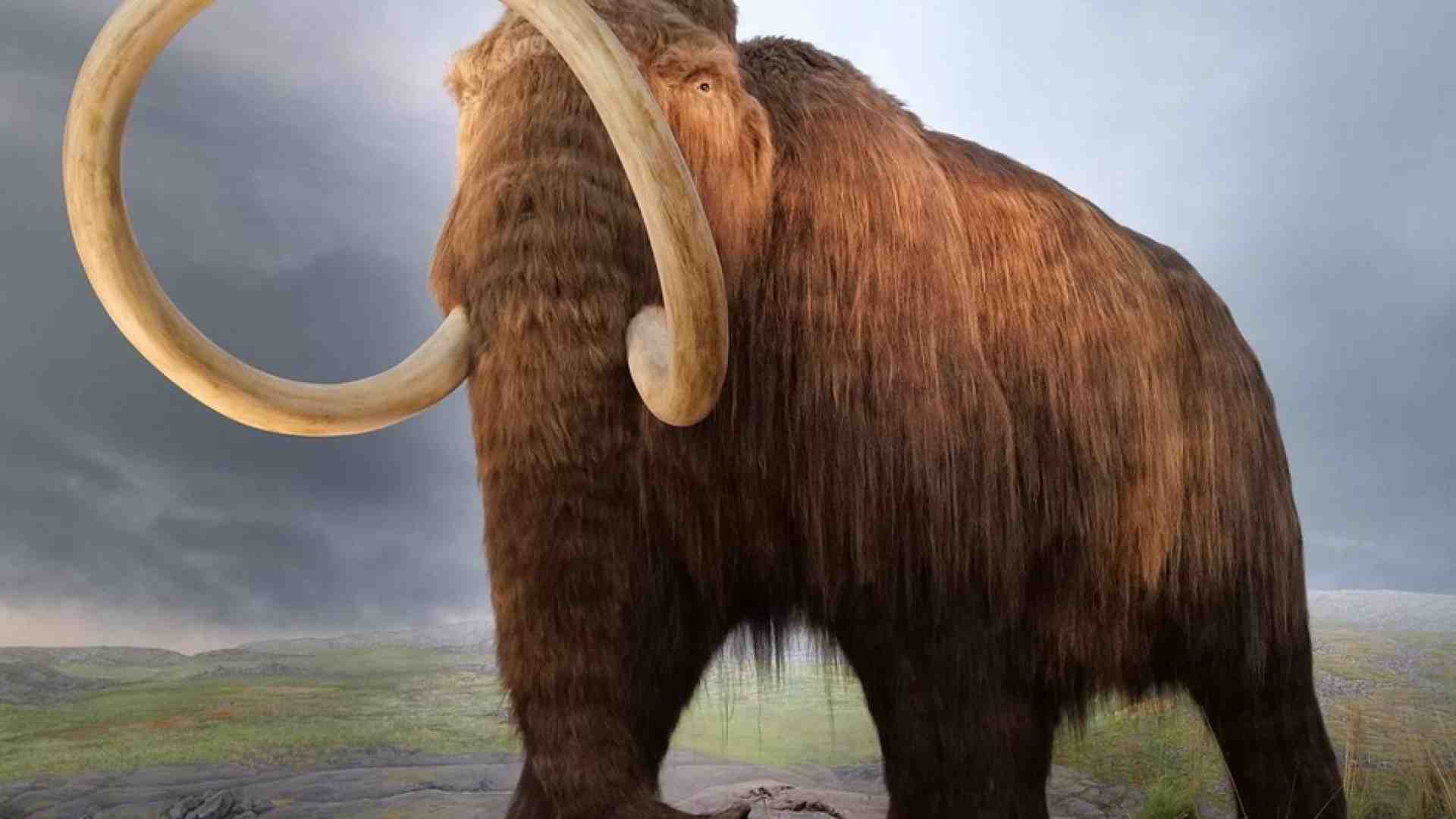 Immagine di Fu il cambiamento climatico troppo rapido a uccidere i mammut