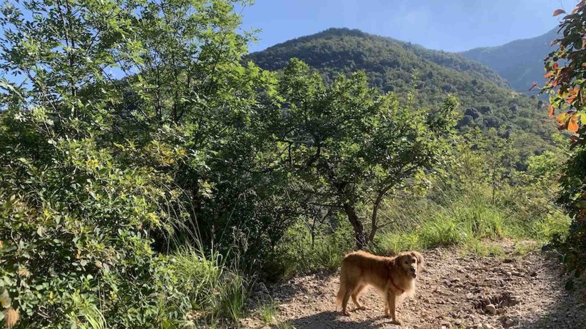 Immagine di Immersi nel Bosco dei Poeti tra natura, arte, spiritualità