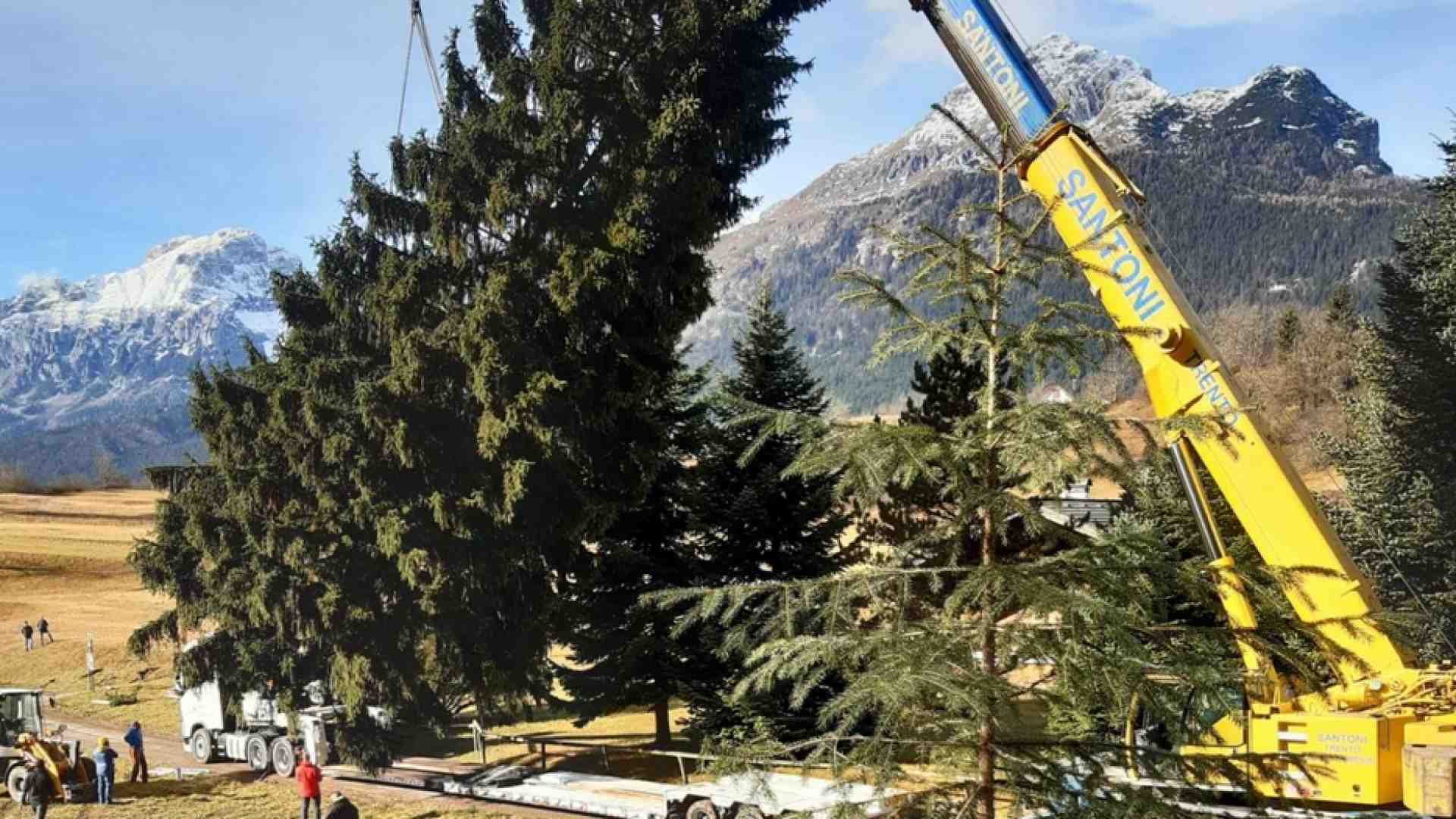 Immagine di L'albero (113 anni) di Natale di piazza San Pietro arriva da Andalo, Trentino