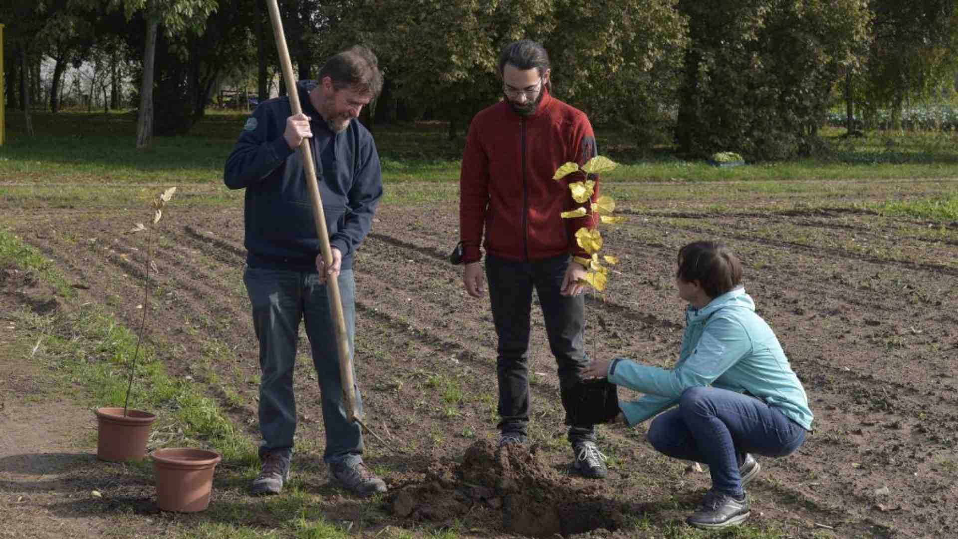 Immagine di Dentro questa “Boscaja” nuovi boschi nei terreni incolti