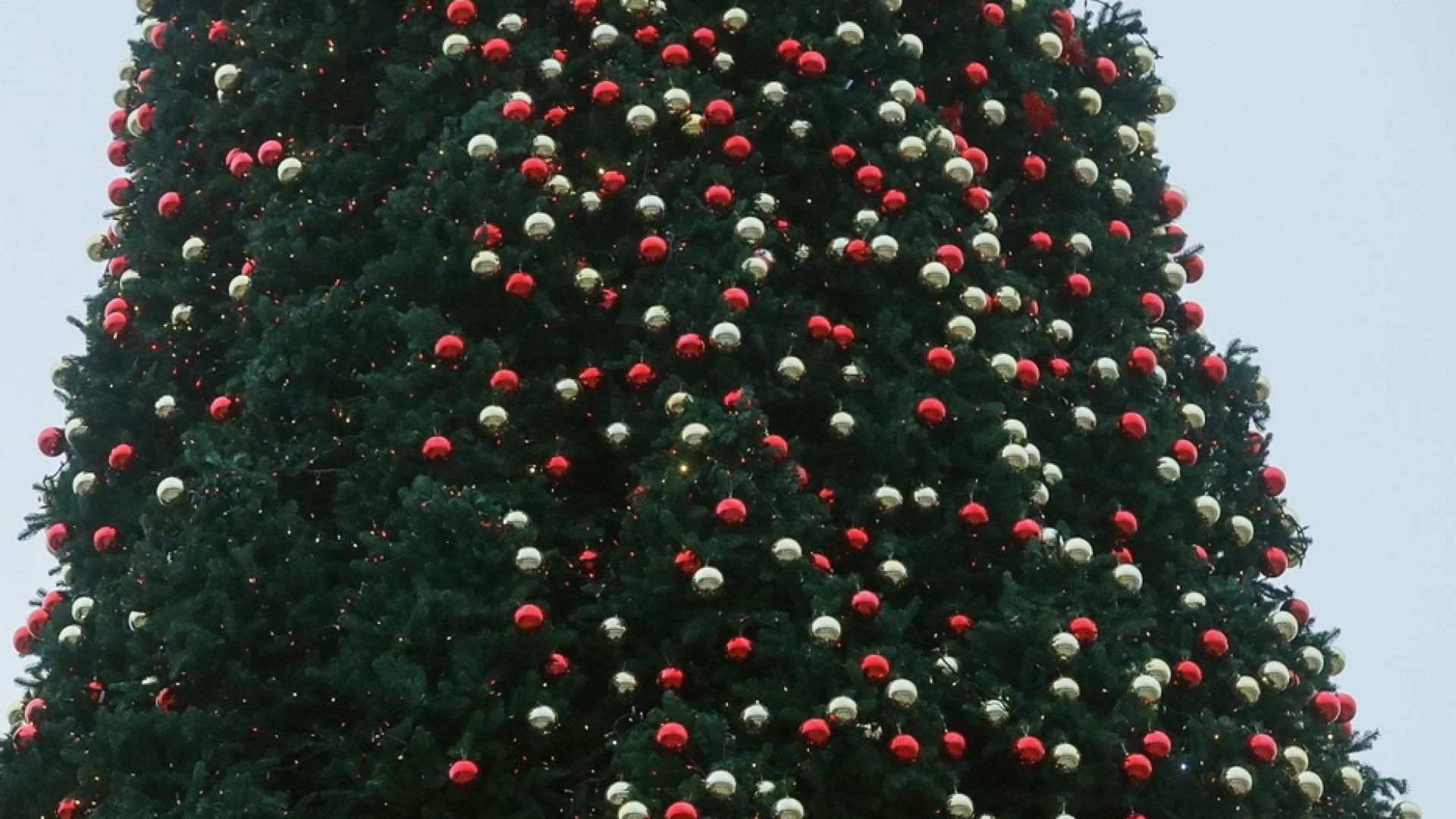 Immagine di L'albero naturale o artificiale? Il dilemma dei verdi francesi