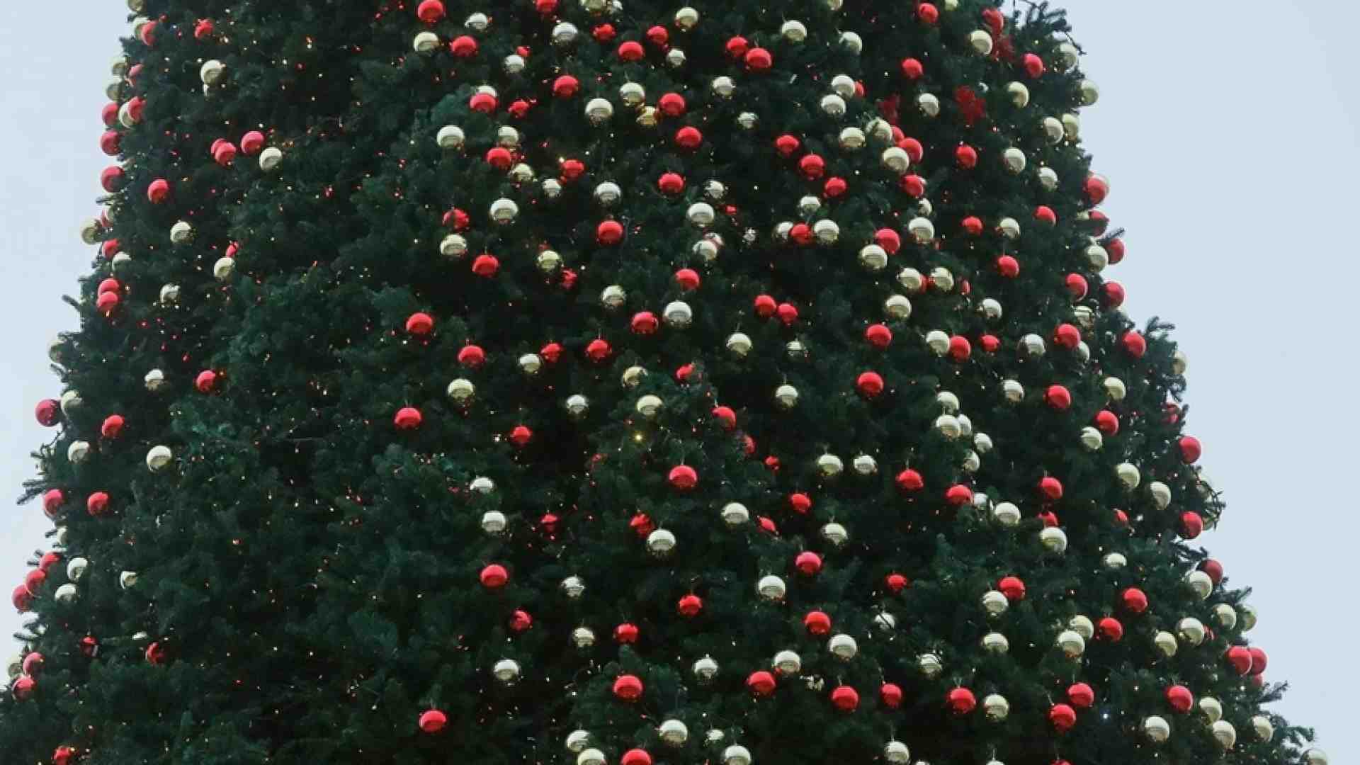 Immagine di L'albero naturale o artificiale? Il dilemma dei verdi francesi