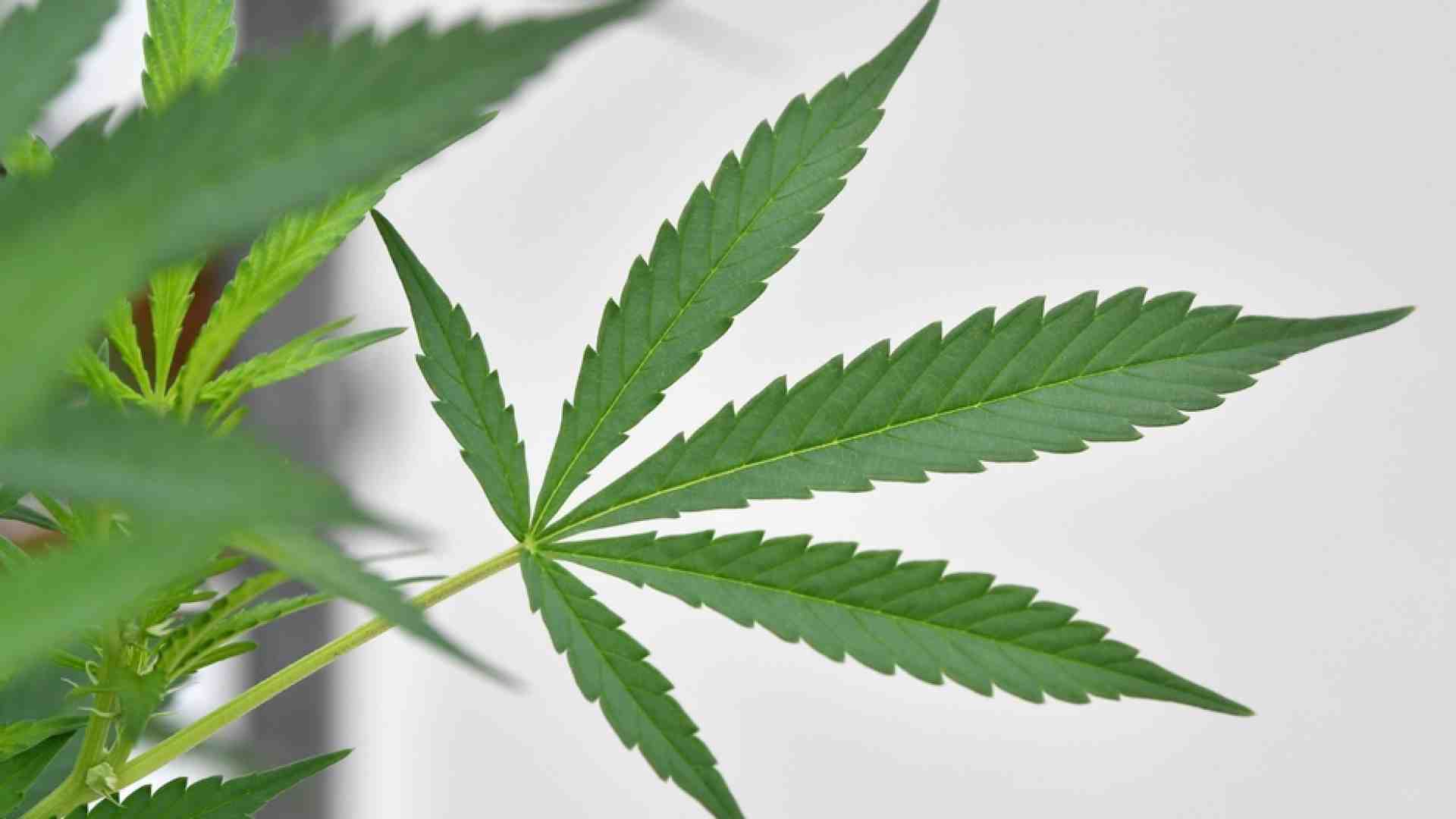 Immagine di Cannabis «legale»? Webinar e Quaderno di Scienza & Vita
