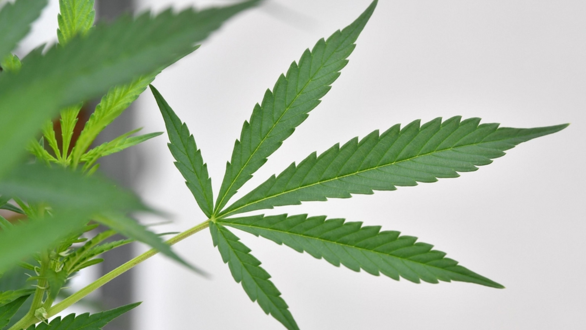 Immagine di Cannabis «legale»? Webinar e Quaderno di Scienza & Vita